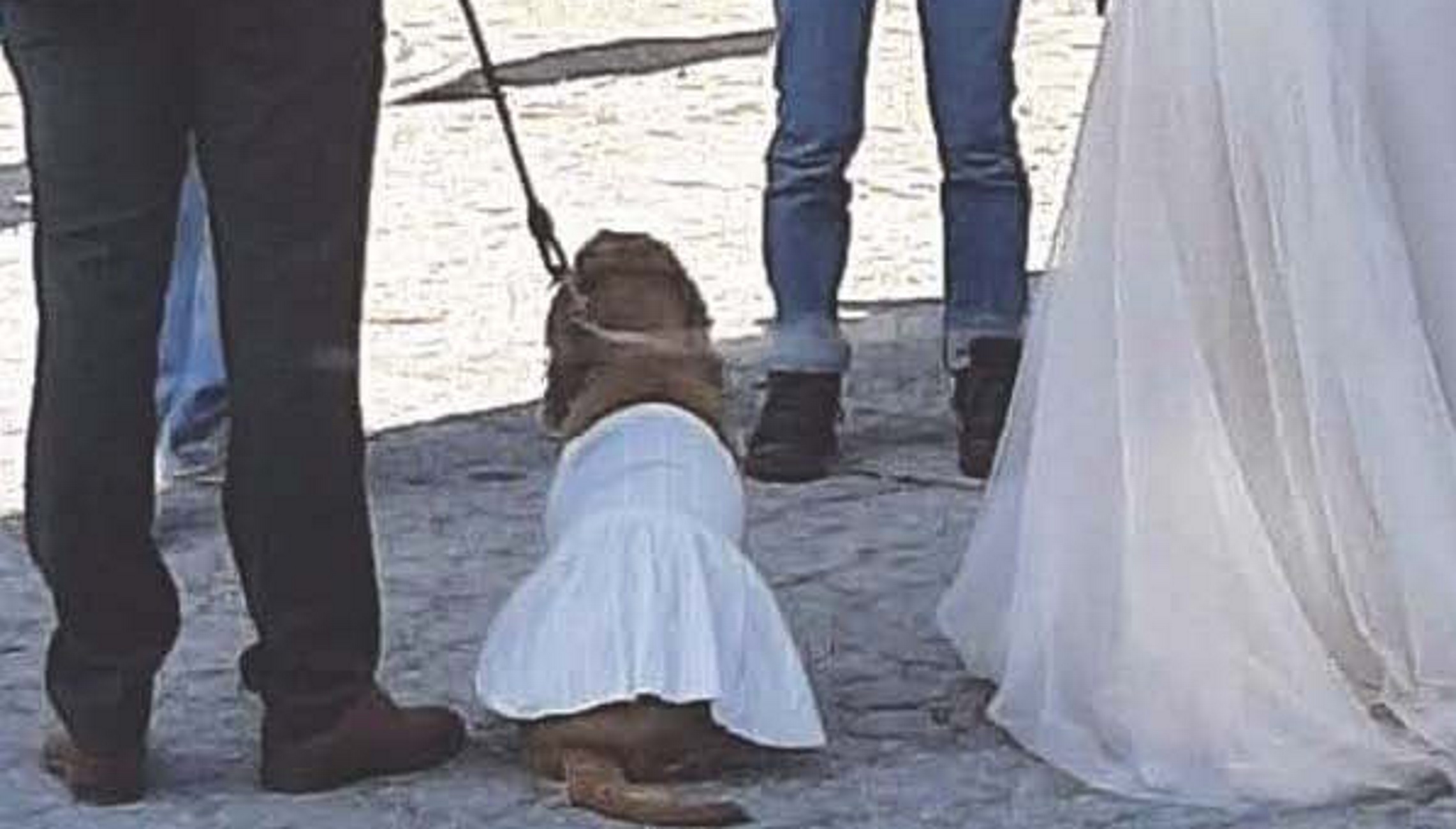 Πήλιο: Σκύλος έγινε παρανυφάκι σε γάμο – Ο γαμπρός, η νύφη και η φωτογραφία που γίνεται viral