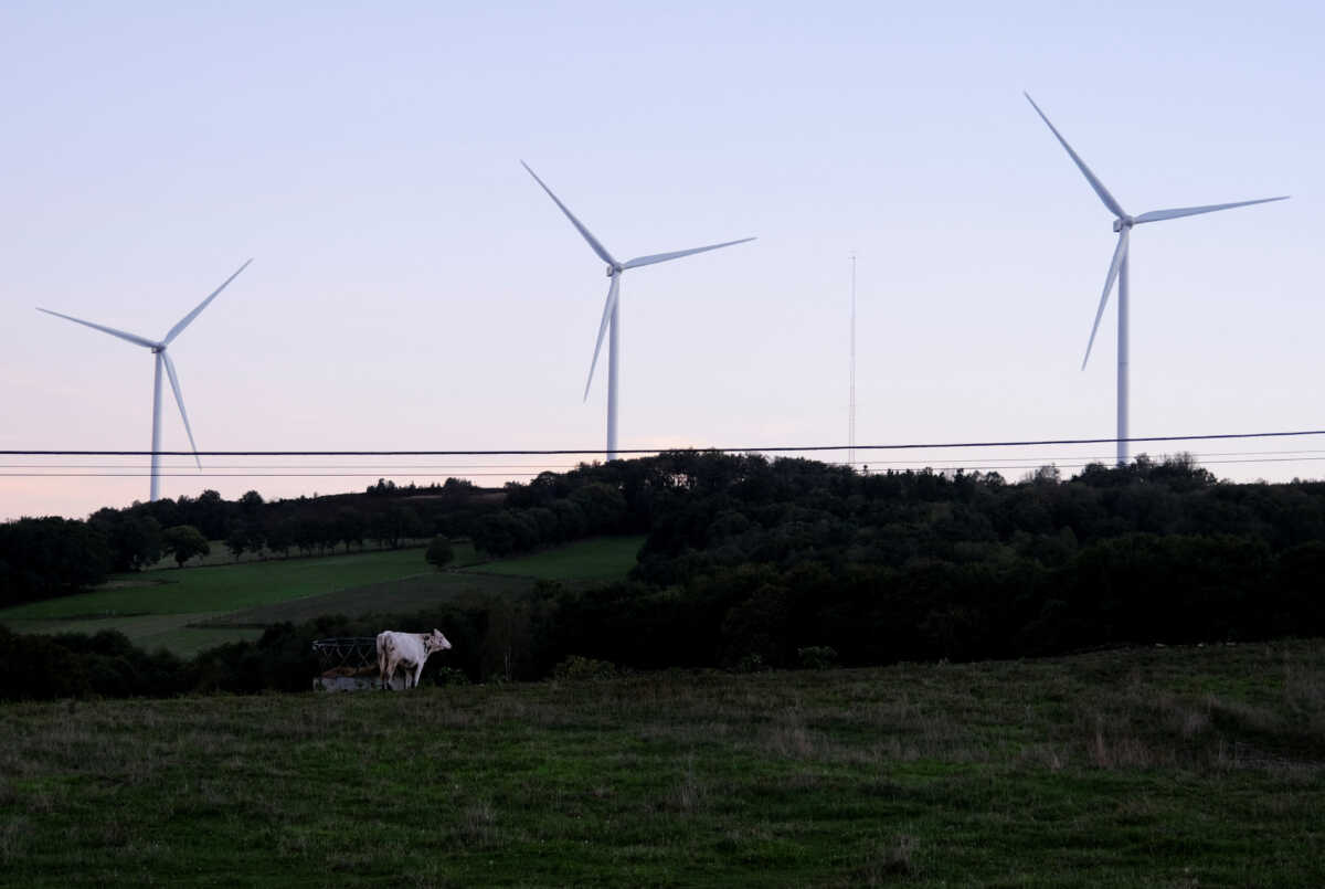 A view shows wind turbines in front of a cow at Paradela's City Council, in Galicia, Spain September 27, 2022. REUTERS