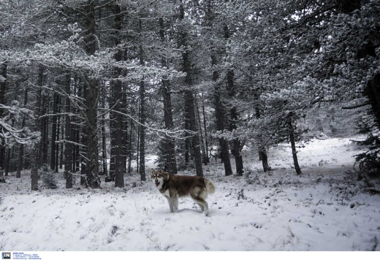 Καιρός – Ήπειρος: Τα πρώτα χιόνια φέρνουν εικόνες ειδυλλιακές – Στα λευκά με ατμόσφαιρα Χριστουγέννων