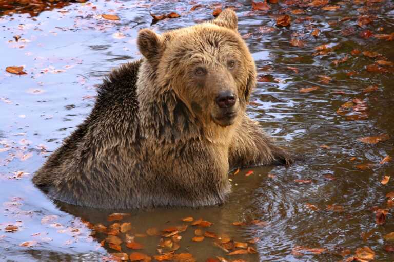 Φλώρινα: Γνωρίστε τον «Γιωργάκη» που άντεξε στα δύσκολα – Η αρκούδα με την πιο ξεχωριστή ιστορία