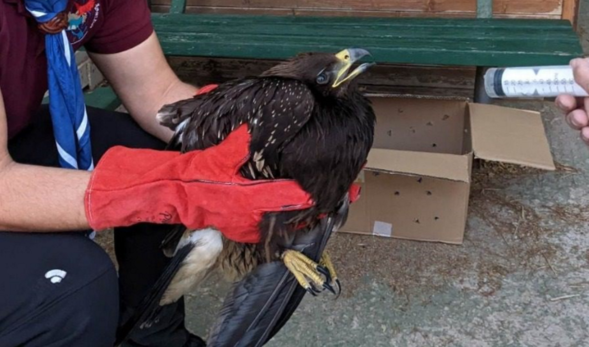 Μυτιλήνη: Πρόσκοποι διέσωσαν σπάνιο αρπακτικό πουλί, έναν  απειλούμενο στικταετό – «Περήφανος ταξιδιώτης των αιθέρων»