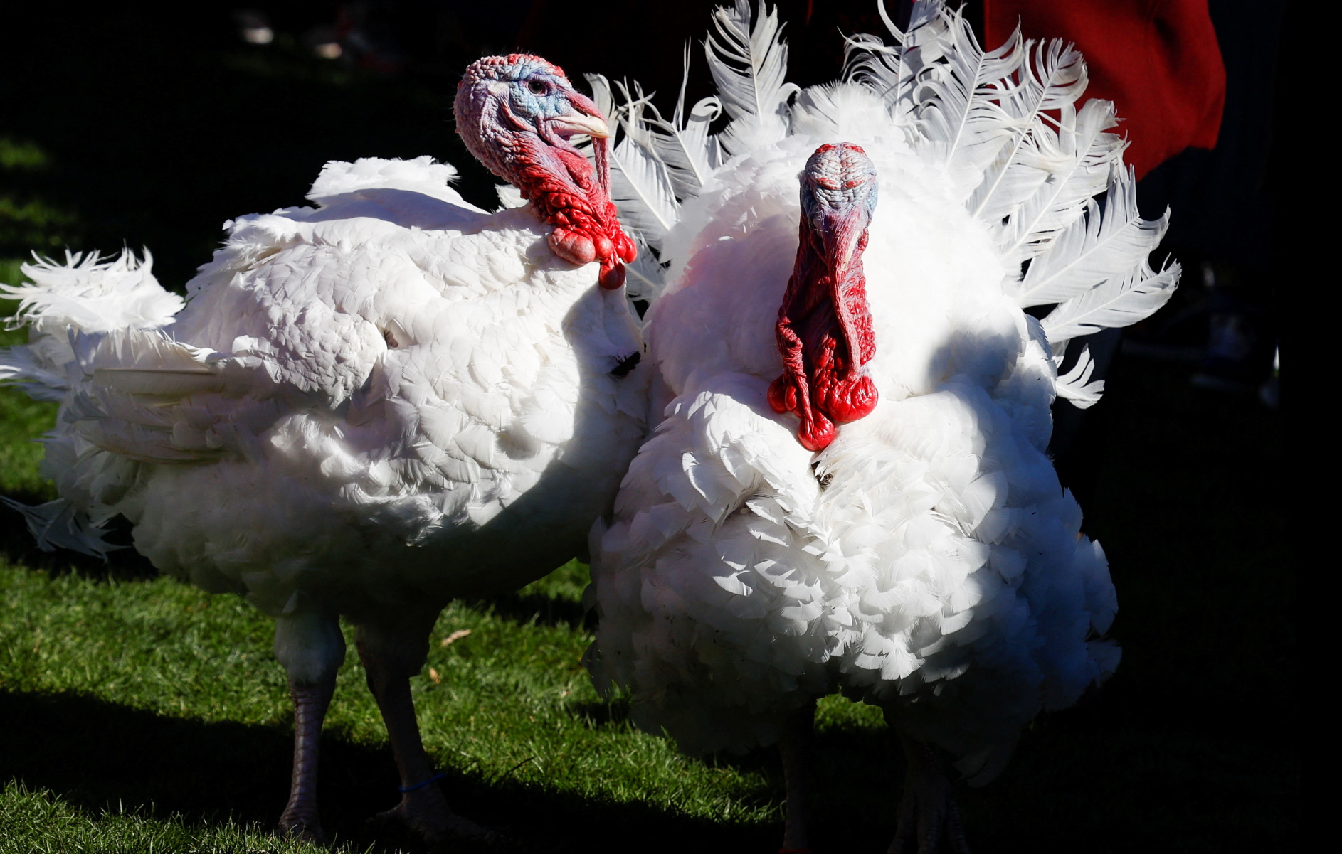 Βρετανία: Χωρίς γαλοπούλες τα Χριστούγεννα; 600.000 πέθαναν από τη γρίπη των πτηνών