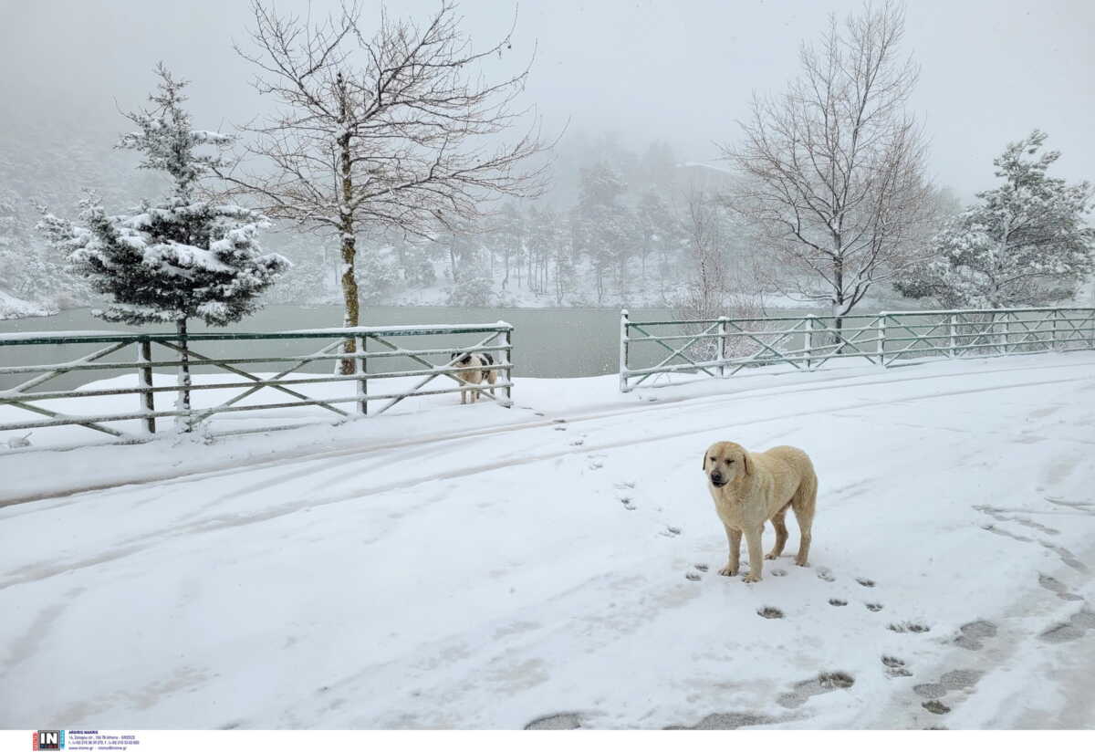 Καιρός – Σάκης Αρναούτογλου: Έρχονται χιόνια με μεγάλη βουτιά της θερμοκρασίας, στα λευκά τα χιονοδρομικά κέντρα