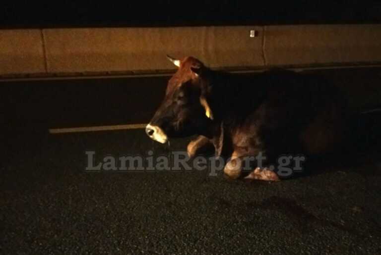 Εθνική Οδός: Τροχαίο με αγελάδα που πετάχτηκε στον δρόμο - Δείτε το βανάκι μετά τη σφοδρή σύγκρουση