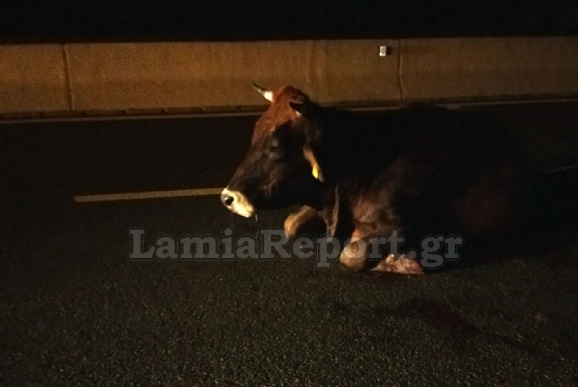 Εθνική Οδός: Τροχαίο με αγελάδα που πετάχτηκε στον δρόμο – Δείτε πως έγινε το βανάκι μετά τη σύγκρουση
