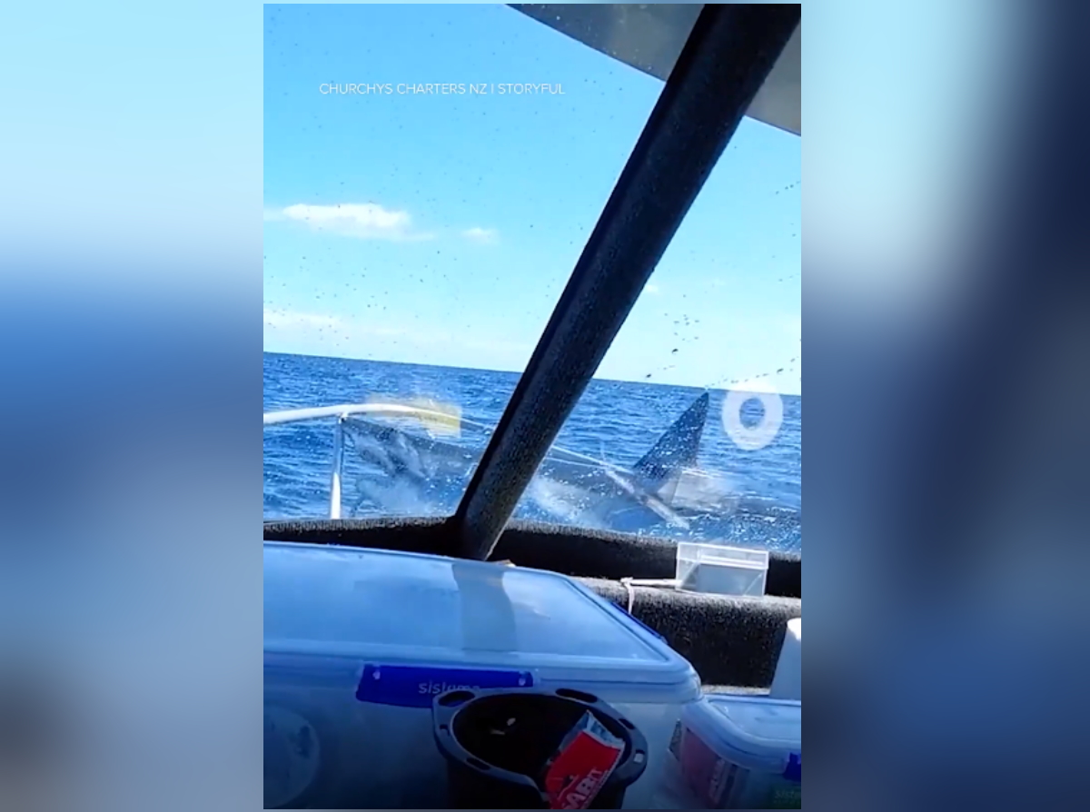 Καρχαρίας «προσγειώθηκε» στην πλώρη σκάφους – Βίντεο που κόβει την ανάσα