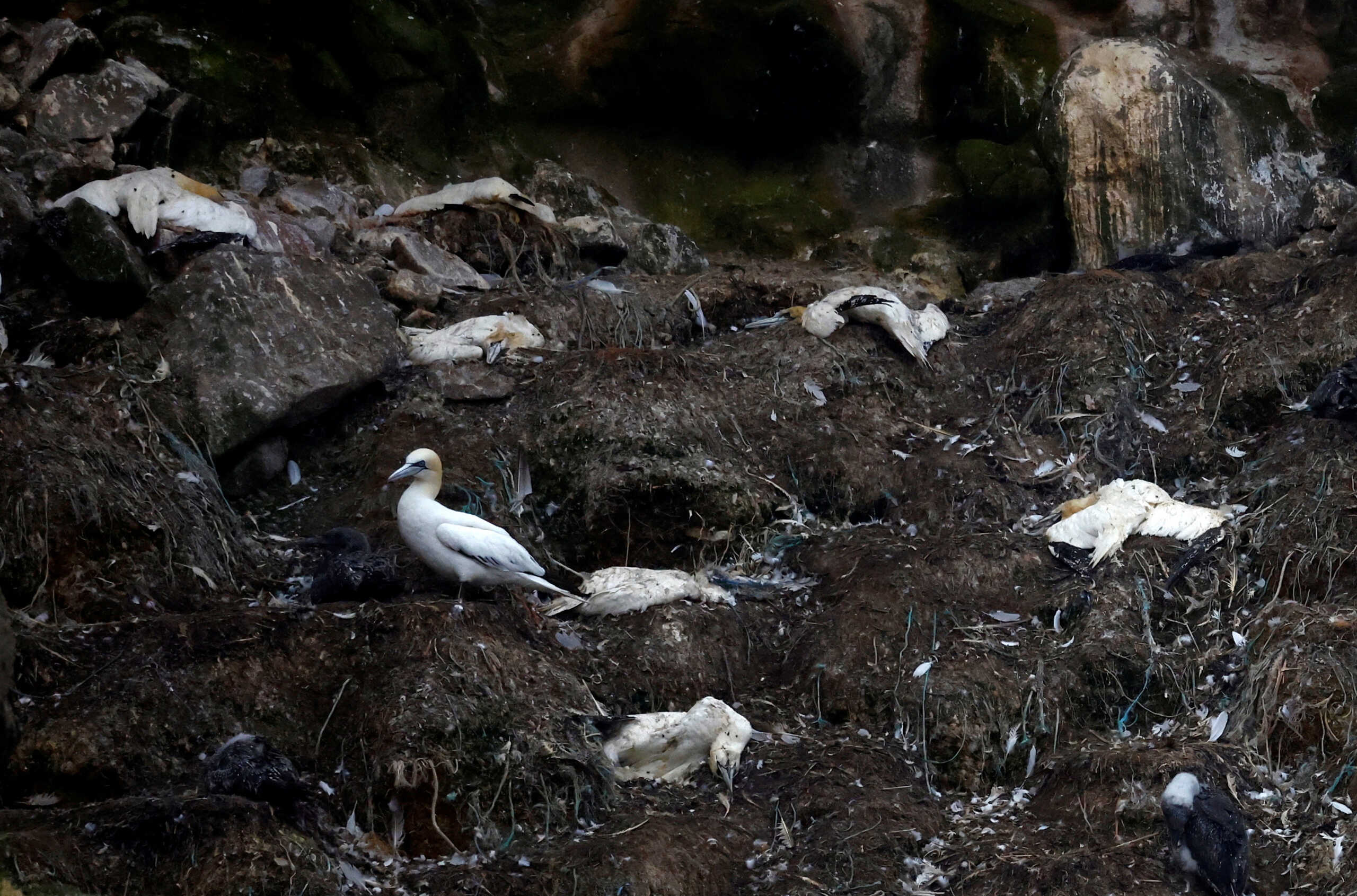 Περού: Σχεδόν 14.000 θαλασσοπούλια βρέθηκαν νεκρά – Εξάπλωση της γρίπης των πτηνών