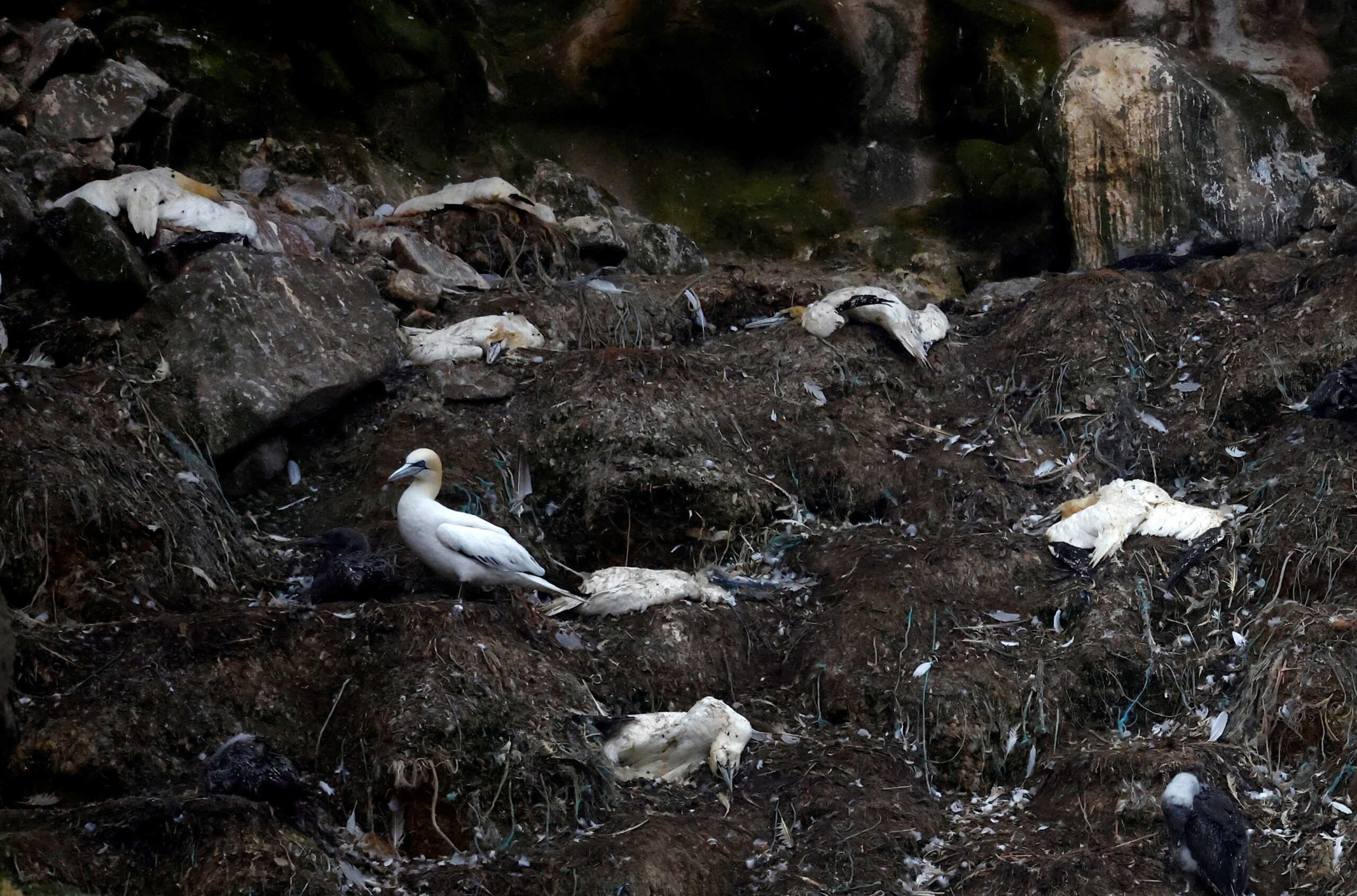 FILE PHOTO: Dead gannets are seen in a colony of northern gannets on the Rouzic island of the Sept-Iles archipelago, a bird reserve affected by a severe epidemic of bird flu, off the coast of Perros-Guirec in Brittany, France, September 5, 2022. REUTERS
