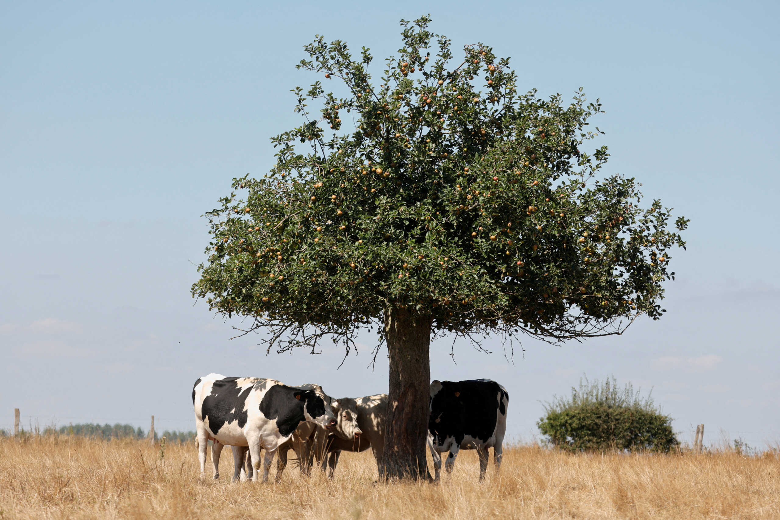 FILE PHOTO: Cows protect themselves from the heat under an apple tree, in dry meadow as a heatwave hits Europe, in Forest-en-Cambresis, France, August 8, 2022. REUTERS