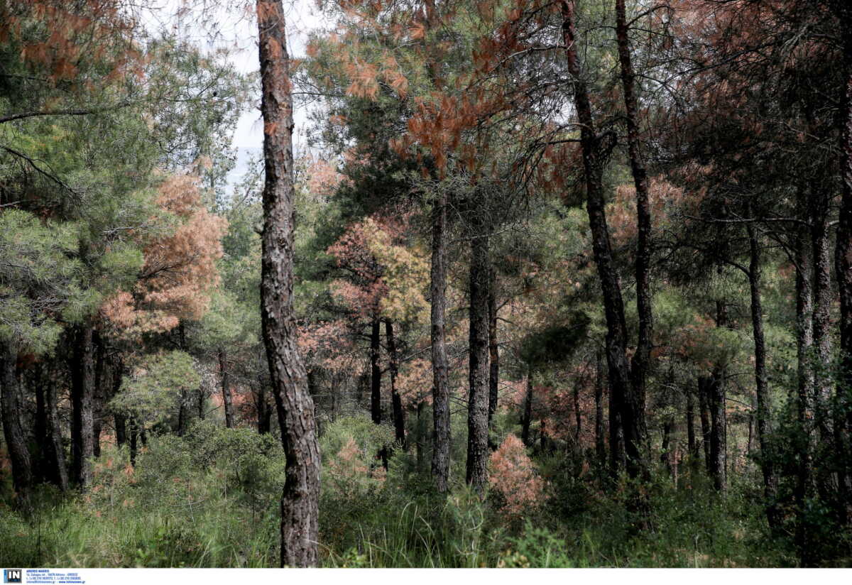 Τρίκαλα: Πτώμα σε δάσος στο Γαρδίκι – Η μακάβρια ανακάλυψη και το πέπλο μυστηρίου