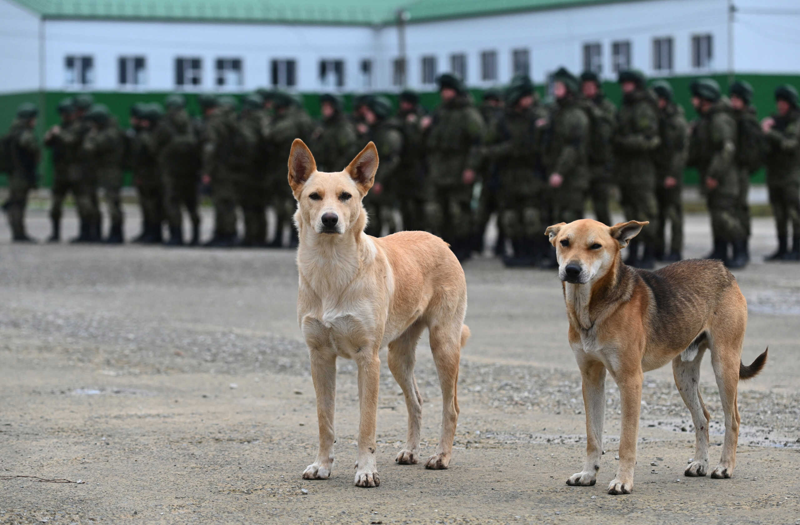 Dogs stand on the square as Russian reservists recruited during the partial mobilisation of troops attend a ceremony before departing to the zone of Russia-Ukraine conflict, in the Rostov region, Russia October 31, 2022. REUTERS