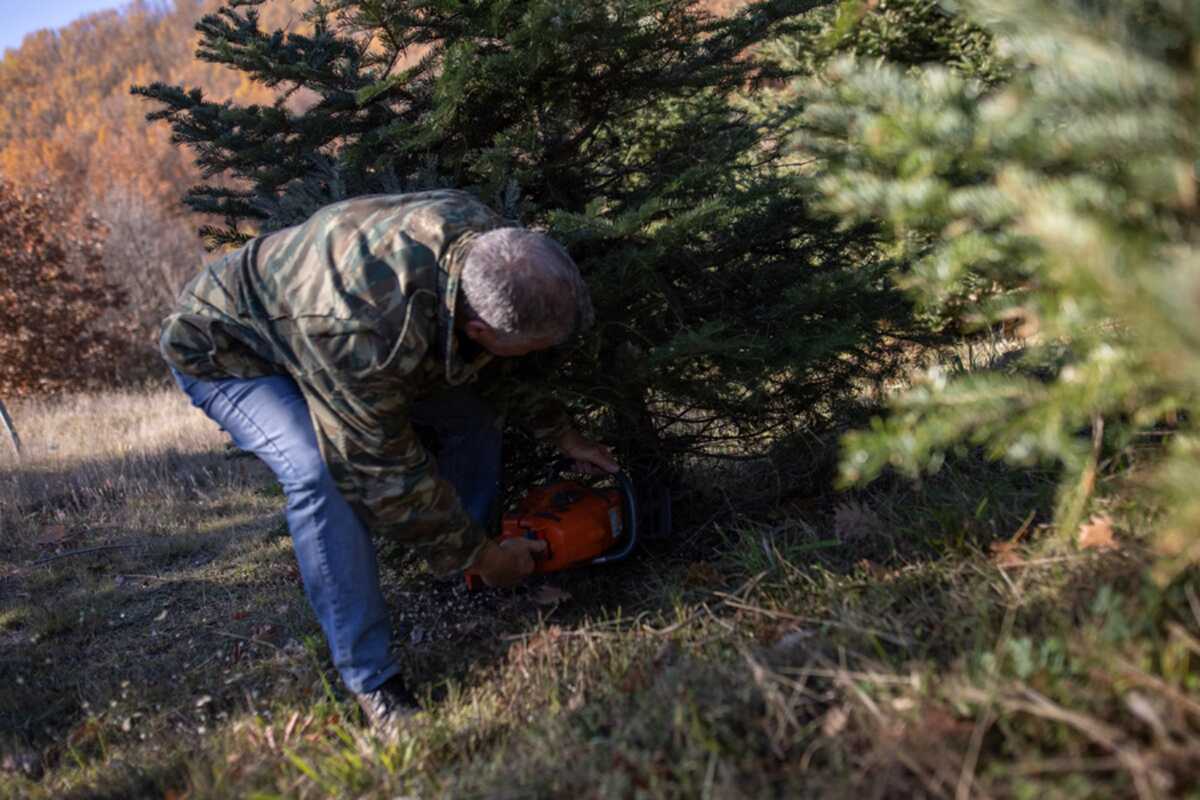 Φωτογραφία που δόθηκε σήμερα στη δημοσιότητα και εικονίζει τον ελατοπαραγωγό και πρόεδρο της κοινότητας Ταξιάρχη Γιάννη Ξάκη κατά την διάρκεια υλοτόμησης, στον Ταξιάρχη Χαλκιδικής, την Πέμπτη 24 Νοεμβρίου 2022. Έπειτα από την ανακοίνωση του υπουργείου Περιβάλλοντος και Ενέργειας για την έναρξη της περιόδου διακίνησης των φυσικών χριστουγεννιάτικων δέντρων, οι ελατοπαραγωγοί του Ταξιάρχη Χαλκιδικής, από όπου προέρχεται το 75% των χριστουγεννιάτικων ελάτων όλης της χώρας, ξεκίνησαν την υλοτόμηση των ελάτων και την διανομή τους σε όλη την Ελλάδα. Αυτές τις μέρες στον ορεινό Χολομώντα οι δρόμοι είναι «μπλοκαρισμένοι» από τα δεκάδες θηριώδη φορτηγά και τους γερανούς που μεταφέρουν τα έλατα, γεμίζοντας επικαθήμενα ρυμουλκούμενα. Παρασκευή 25 Νοεμβρίου 2022. ΑΠΕ-ΜΠΕ
