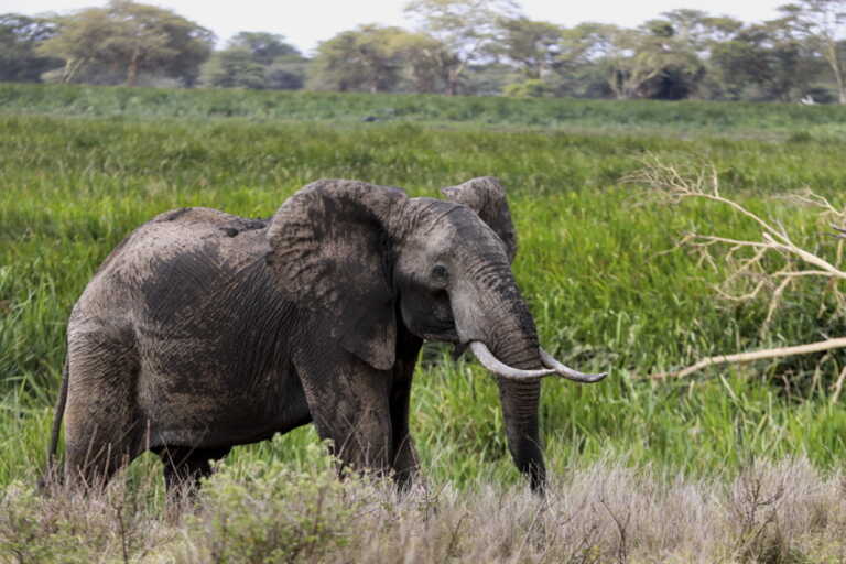 Κένυα: Πάνω από 200 ελέφαντες έχουν πεθάνει από τον Φεβρουάριο λόγω ξηρασίας