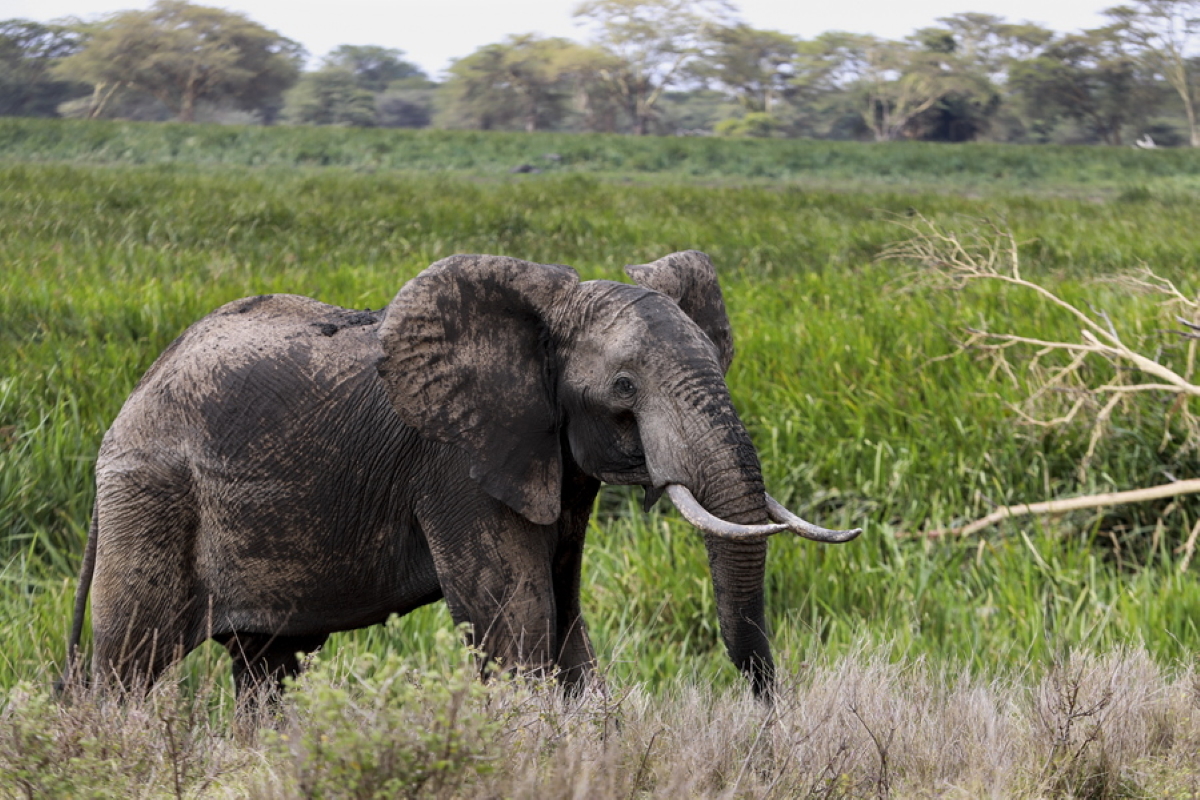 Κένυα: Πάνω από 200 ελέφαντες έχουν πεθάνει από τον Φεβρουάριο λόγω ξηρασίας