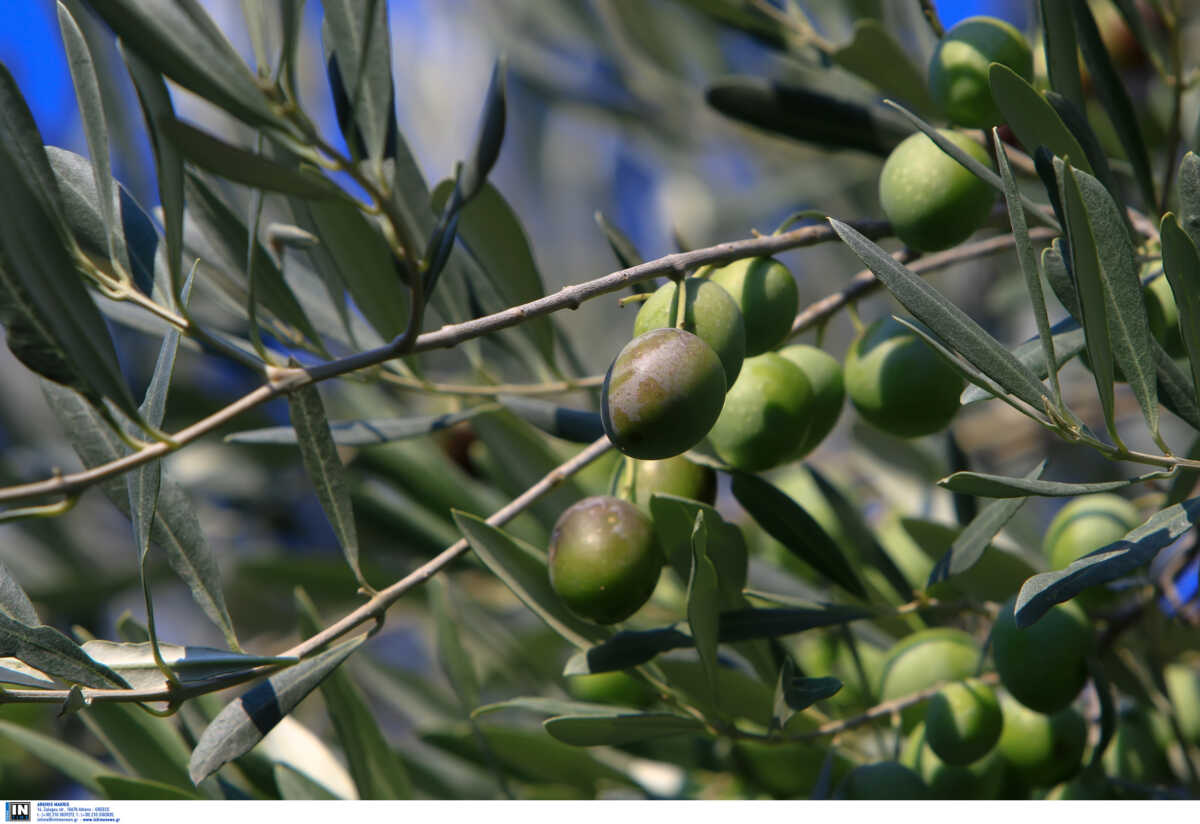 Χανιά: Ζευγάρι πήγε να μαζέψει ελιές σε χωράφι και βρέθηκε σε νοσοκομείο μετά από άγριο ξυλοδαρμό