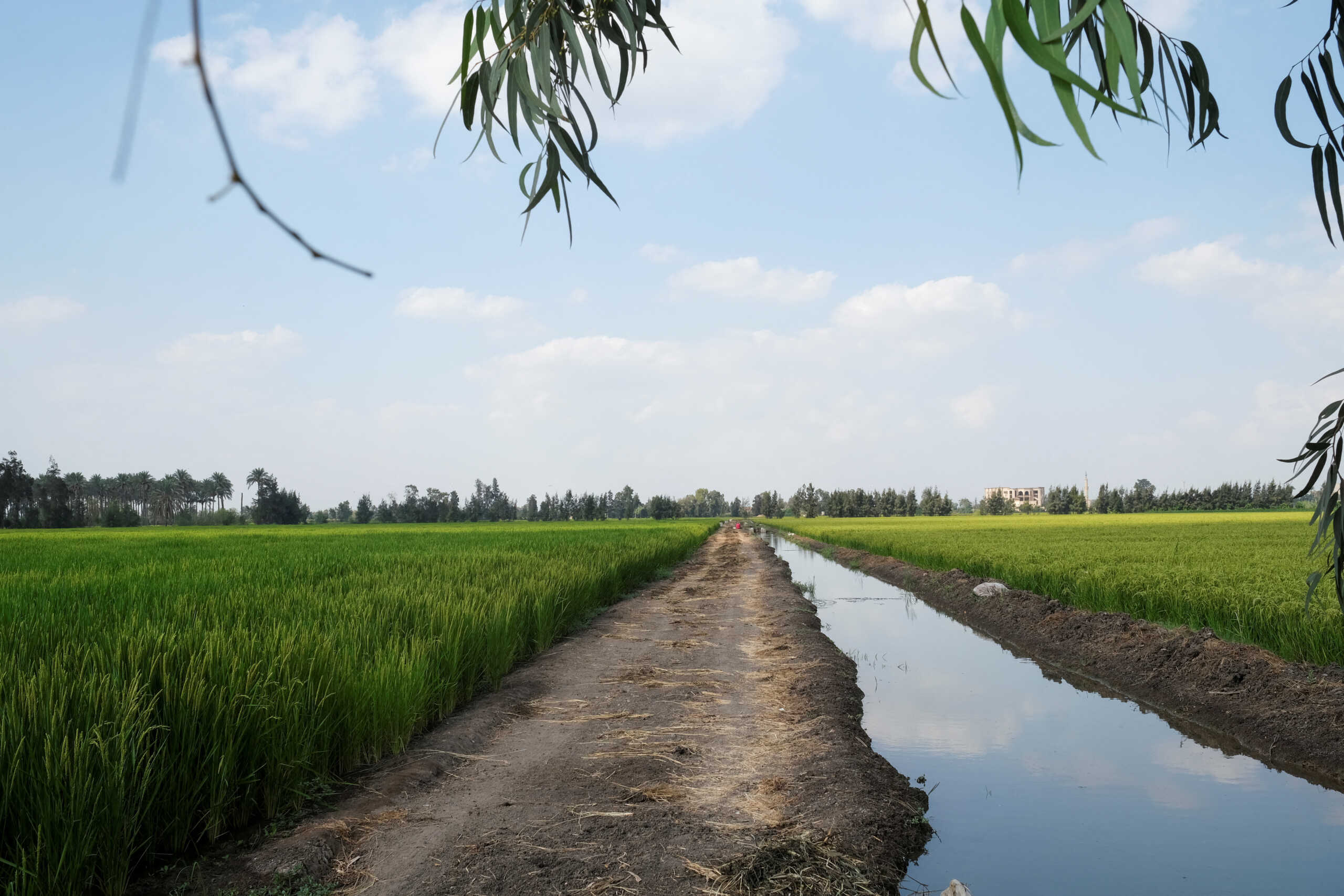 A view of a rice field at a plantation in Mansoura in Dakahlia Governorate, Egypt September 20, 2022.  Soaring salinity in Dakahlia due to climate change are forcing farmers to pull up vegetables and replace them with rice. REUTERS
