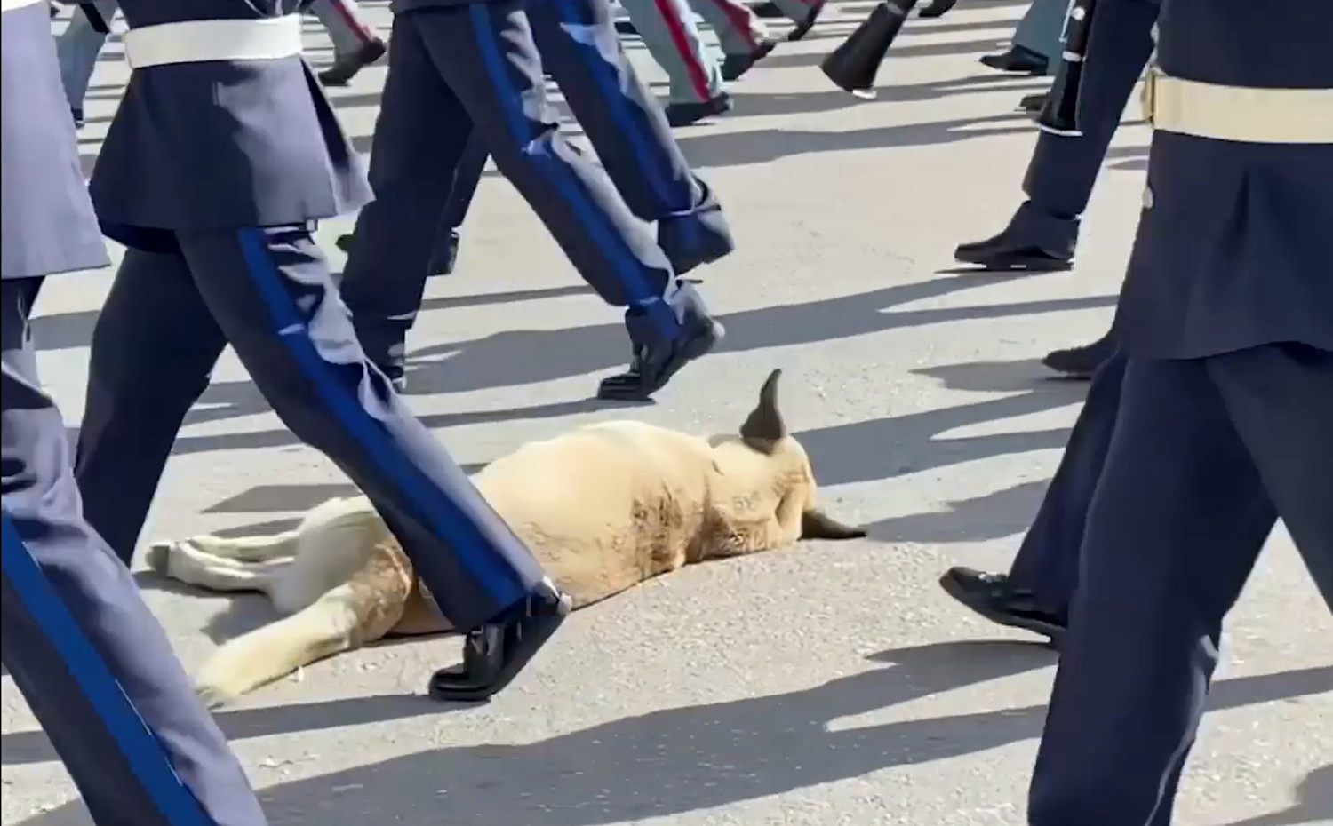 Θεσσαλονίκη: Σκύλος κοιμάται στην πλατεία Αριστοτέλους και παρελαύνουν φιλαρμονικές ορχήστρες από πάνω του