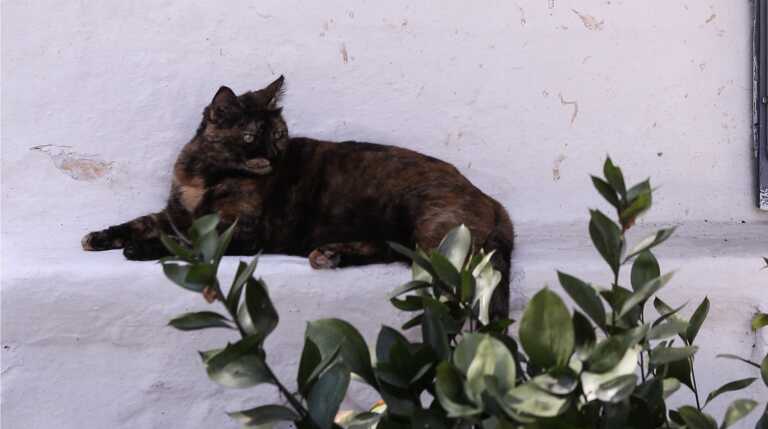 Πάτρα: Το τριώροφο σπίτι της γάτας έκρυβε εκπλήξεις και εικόνες που ήξερε μόνο ο ιδιοκτήτης - Δείτε φωτό