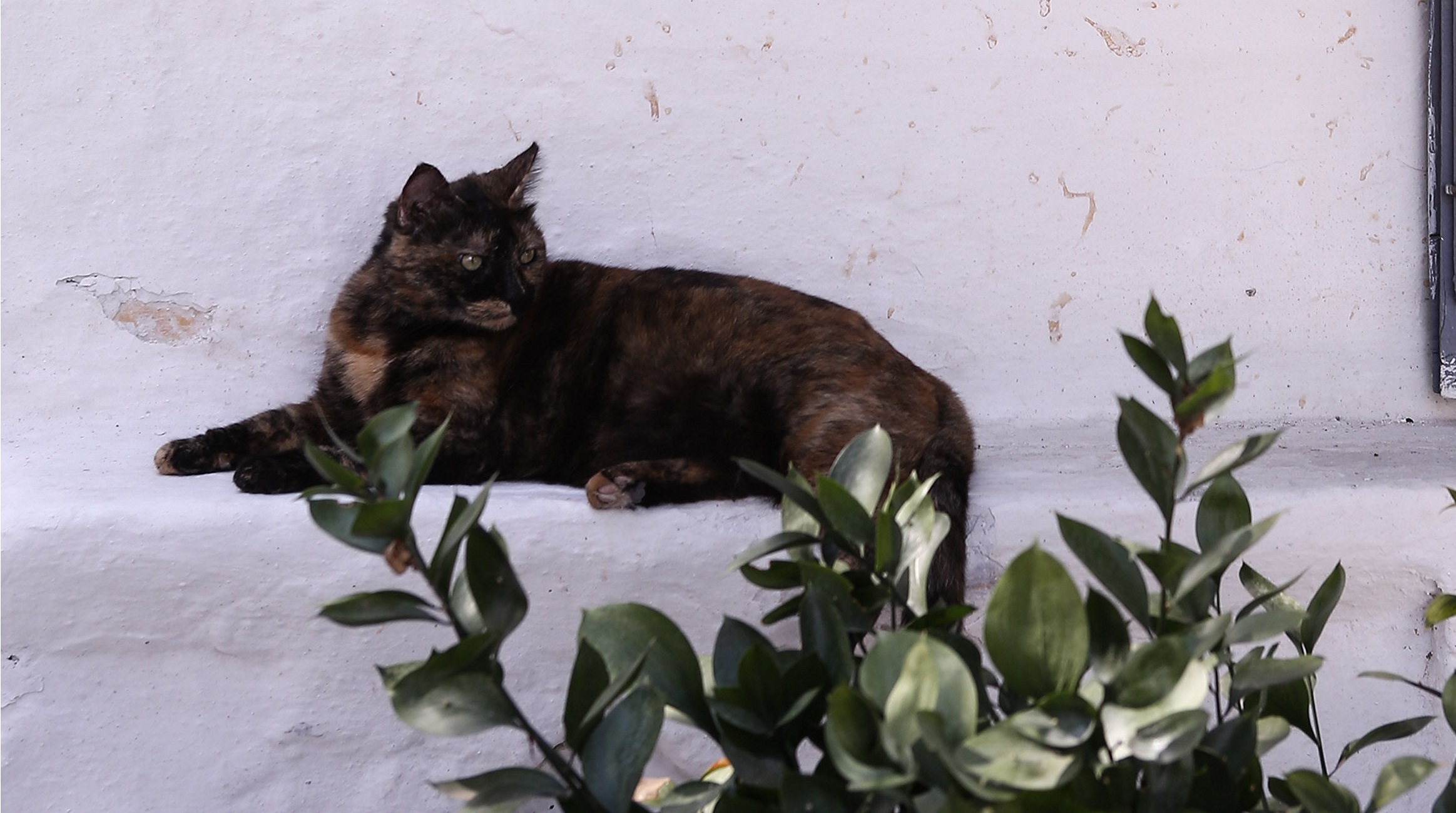 Πάτρα: Το τριώροφο σπίτι της γάτας έκρυβε εκπλήξεις και εικόνες που ήξερε μόνο ο ιδιοκτήτης – Δείτε εικόνα
