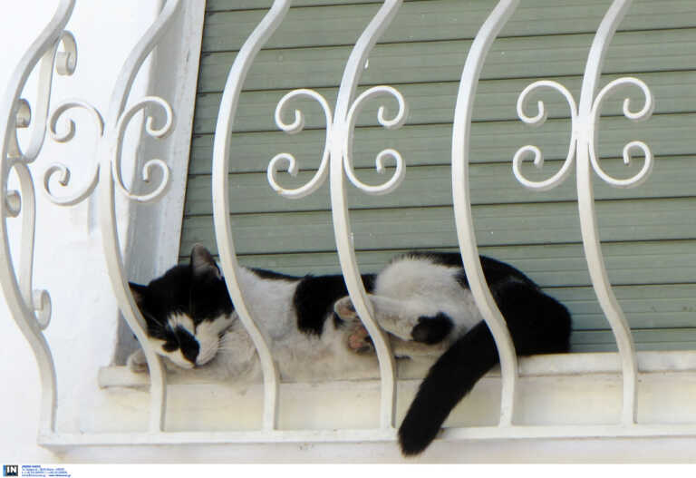Σέρρες: Σκότωσε γάτα στα καλά καθούμενα – Οργή για τον δράστη της κτηνωδίας που είναι ασύλληπτος