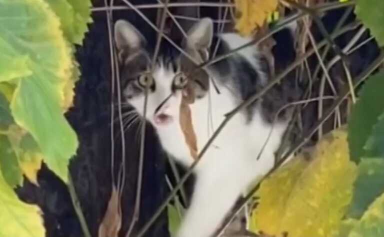 Σέρρες: Γάτα σκαρφάλωσε σε δέντρο και όταν κοίταξε κάτω τα έχασε – Δείτε πώς τελείωσε η περιπέτεια