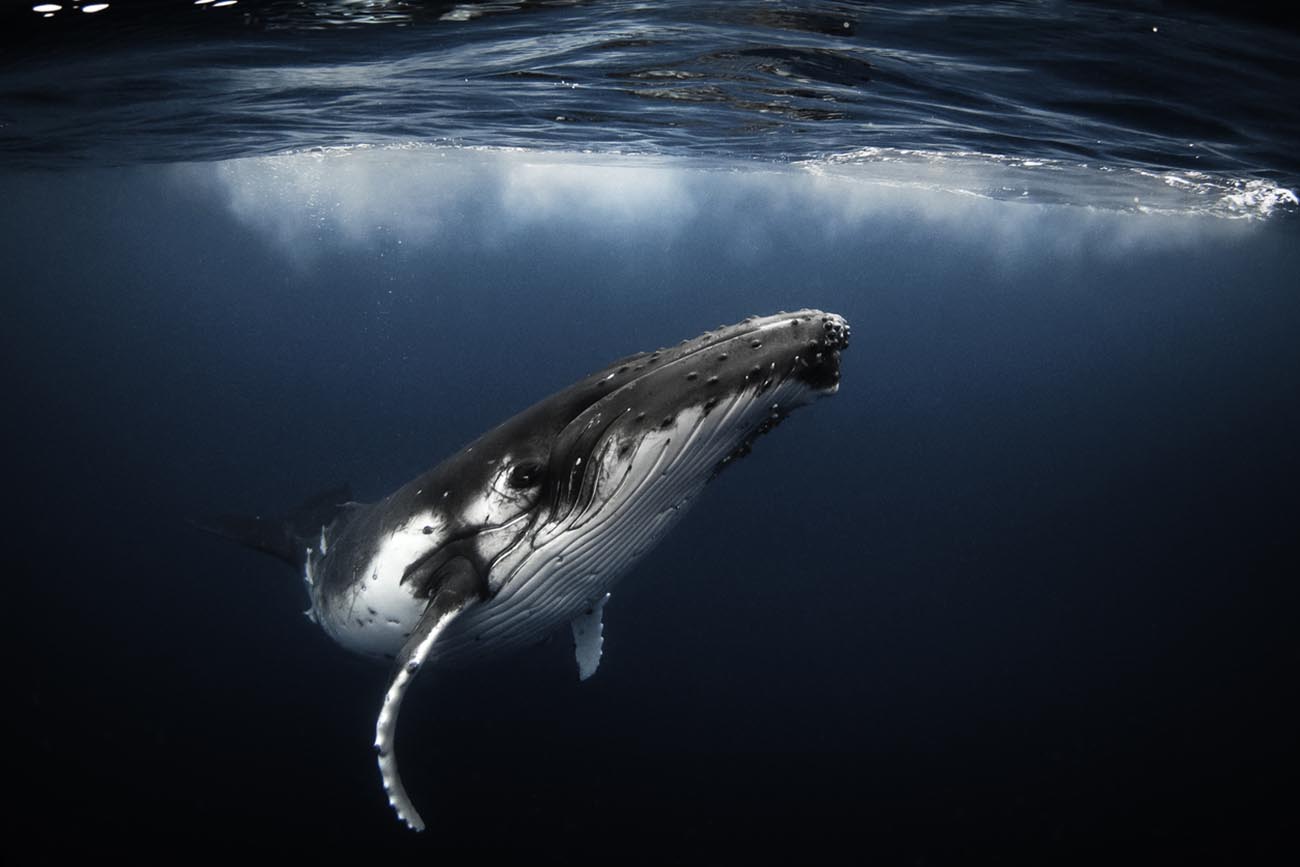 Humpback whale playfully swimming in clear blue ocean while blowing bubblesHumpback whale playfully swimming in clear blue ocean
