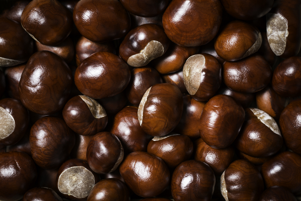brown conkers background