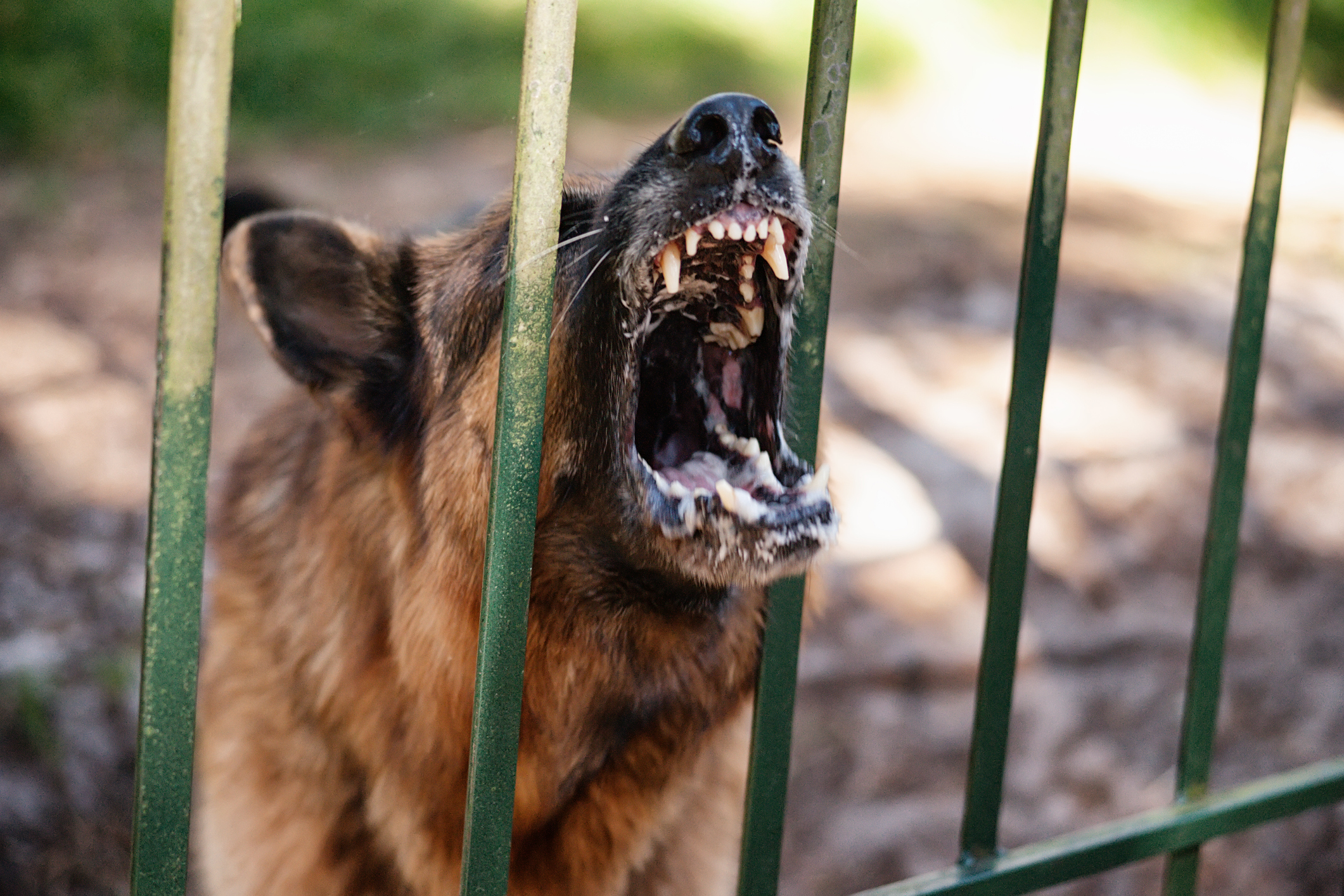 German shepherd dog barks. Outdoor shoot
