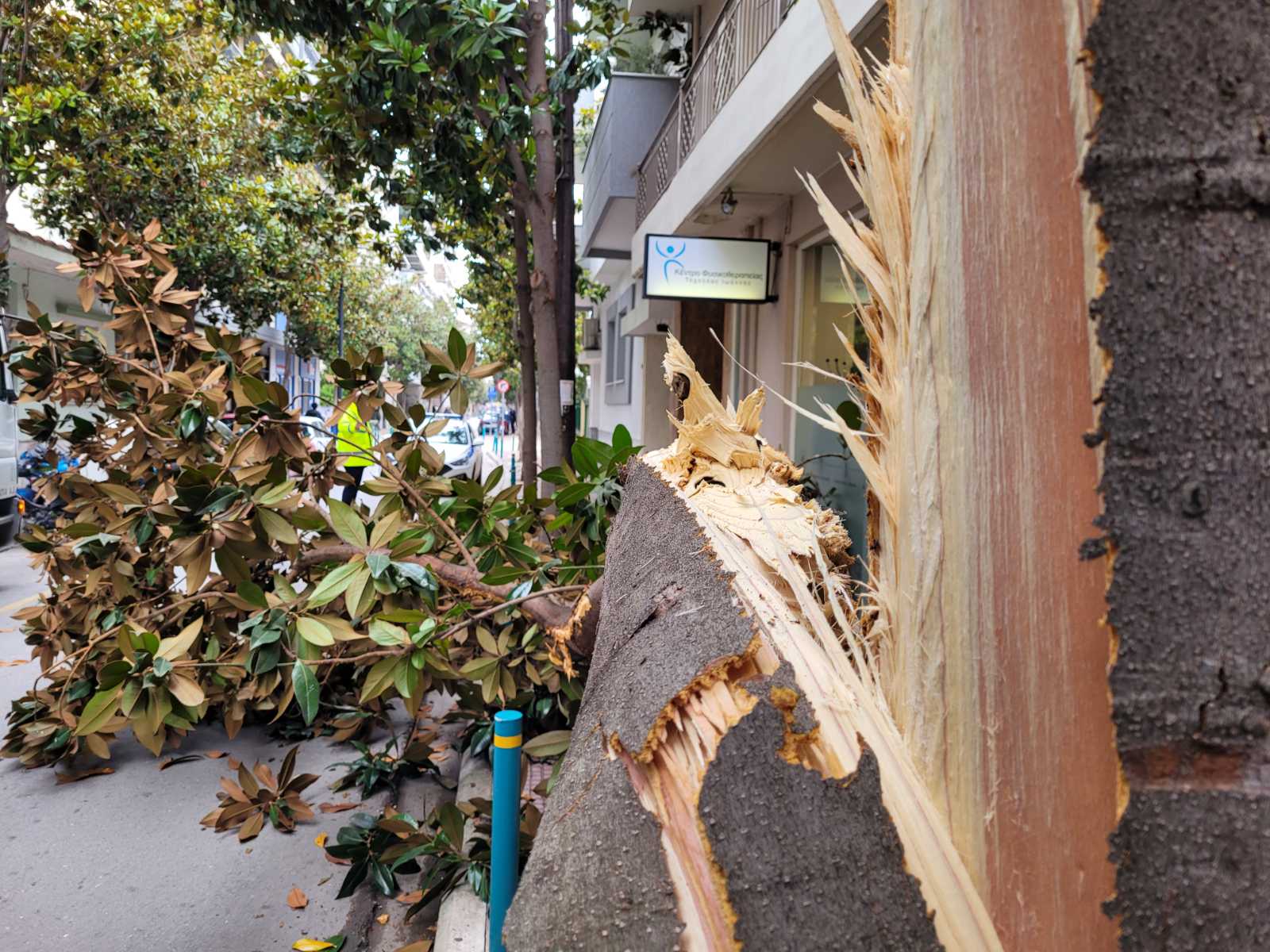Λάρισα: Φορτηγό «θέρισε» δέντρο για να περάσει στον δρόμο – Αυτοψία στο σημείο μετά την αναστάτωση