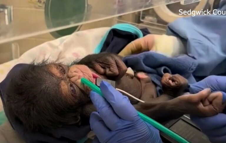 Μαμά – χιμπατζής συναντά το νεογέννητο μωρό της και συγκινεί με την αντίδρασή της