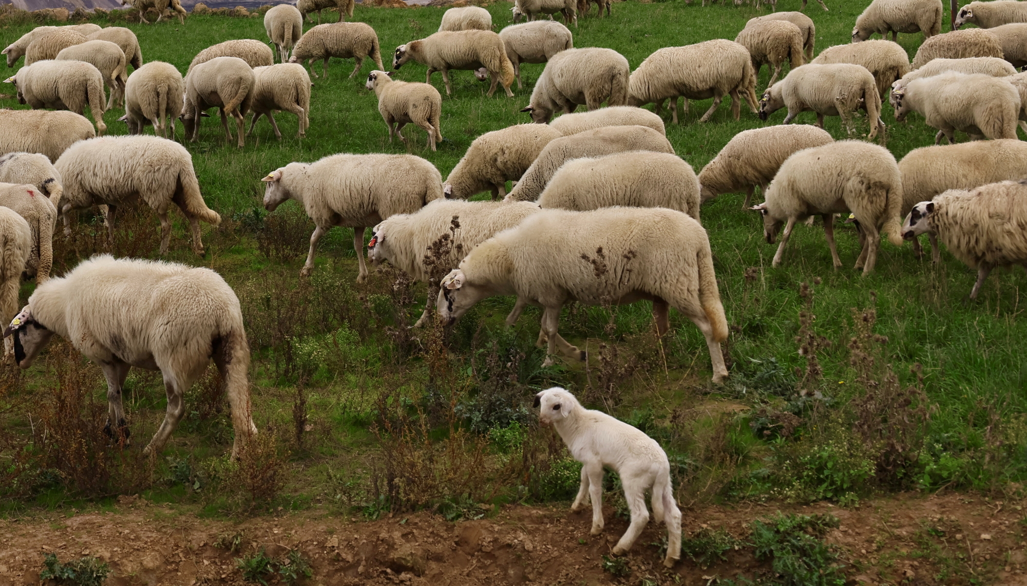 Βόλος: Πρόβατα έφαγαν 100 κιλά χασίς και «την άκουσαν»