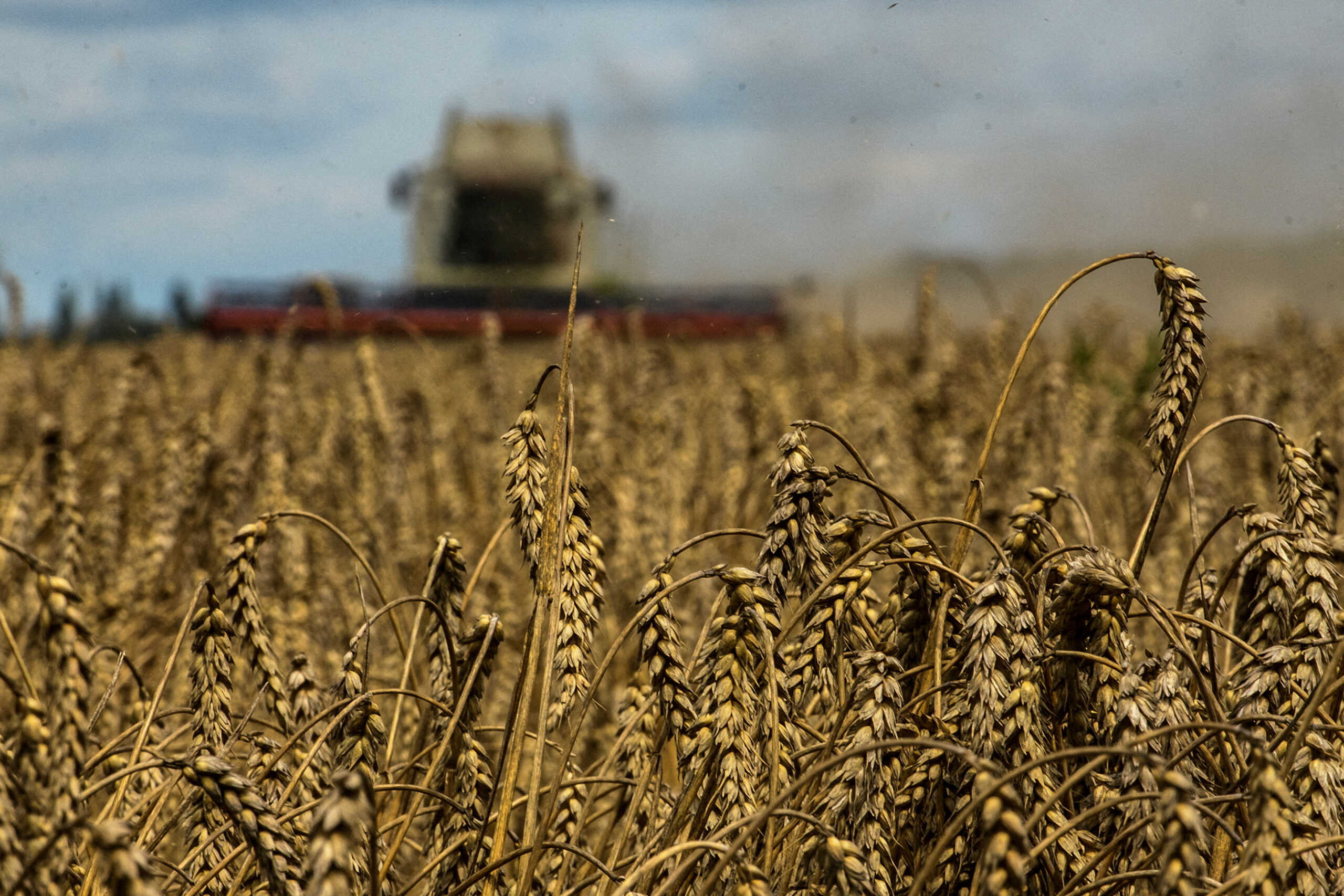 FILE PHOTO: A combine harvests wheat in a field near the village of Zghurivka, amid Russia's attack on Ukraine, in Kyiv region, Ukraine August 9, 2022.  REUTERS