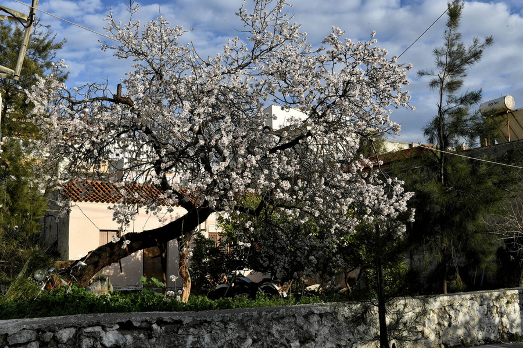Ανθισμένη αμυγδαλιά σε αυλή σπιτιού, Λουτράκι, Πέμπτη 17 Φεβρουαρίου 2022. ΑΠΕ-ΜΠΕ