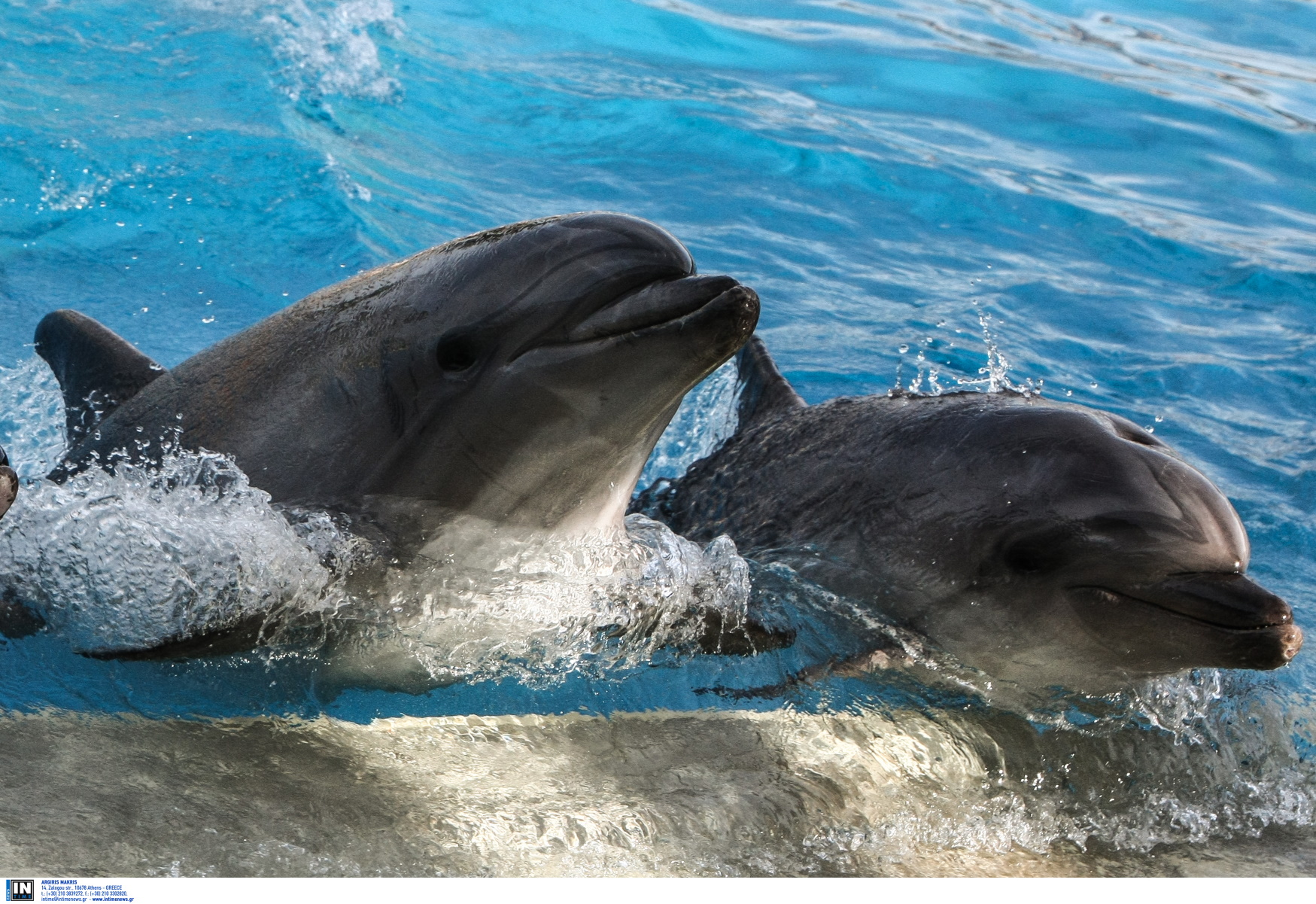 ΑΠΘ: Έριξαν «πικάντικα» δίχτυα για να κρατούν μακριά τα δελφίνια αλλά τους φάνηκαν νόστιμα
