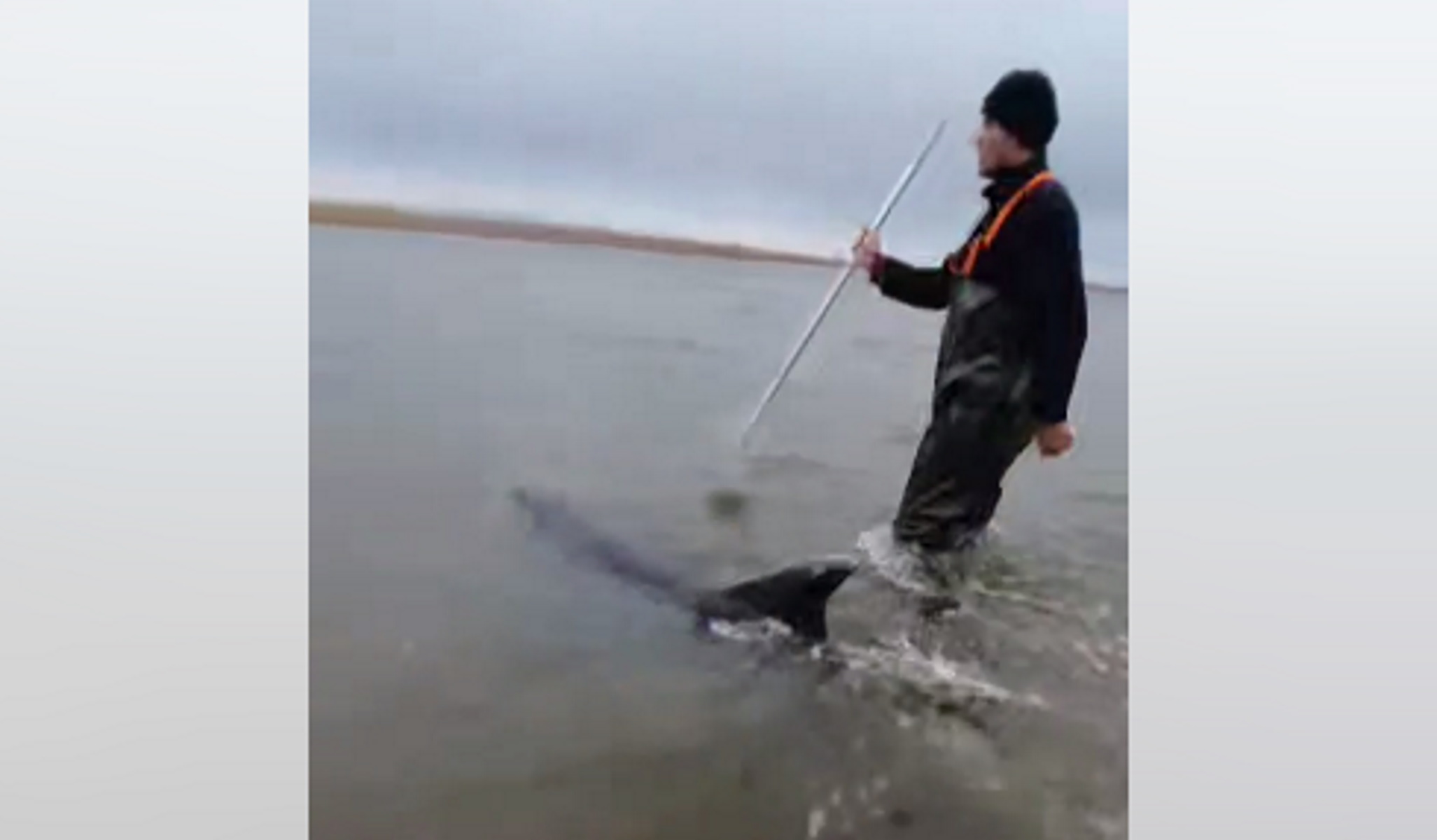 Βίντεο Θεοδωρικάκου από διάσωση δελφινιού στον Έβρο από συνοριοφύλακες