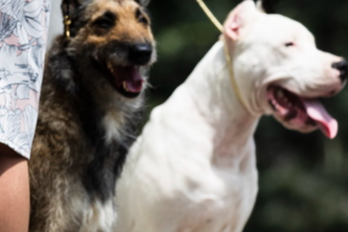 Κεφαλάρι: Σκύλος Ντόγκο Αρτζεντίνο κατασπάραξε κοκόνι – Τον πυροβόλησε εν ψυχρώ οδηγός αυτοκινήτου