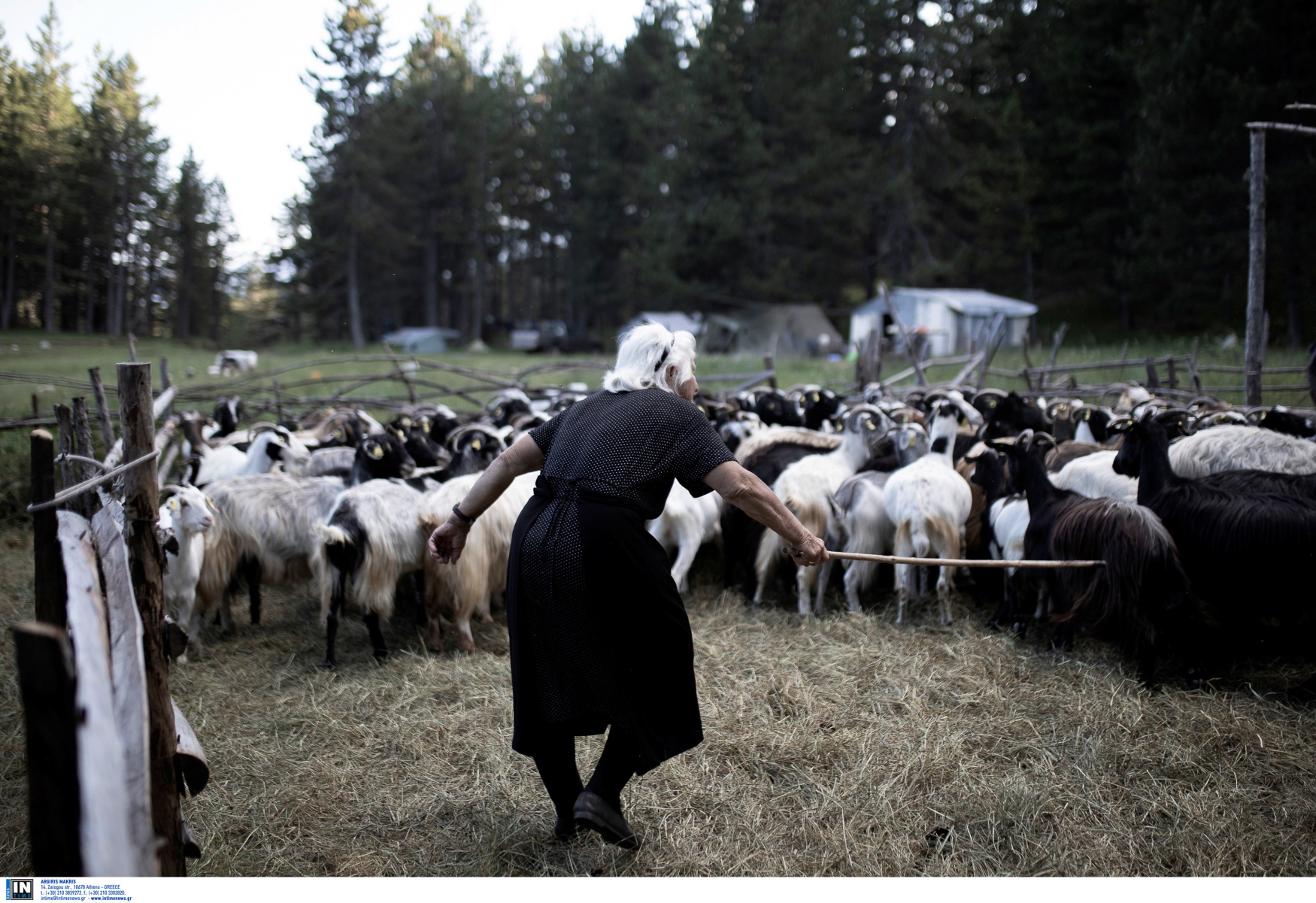 ΟΠΕΚΕΠΕ: Ανοίγει η πλατφόρμα αιτήσεων για πληρωμή 89 εκατ. ευρώ σε κτηνοτρόφους