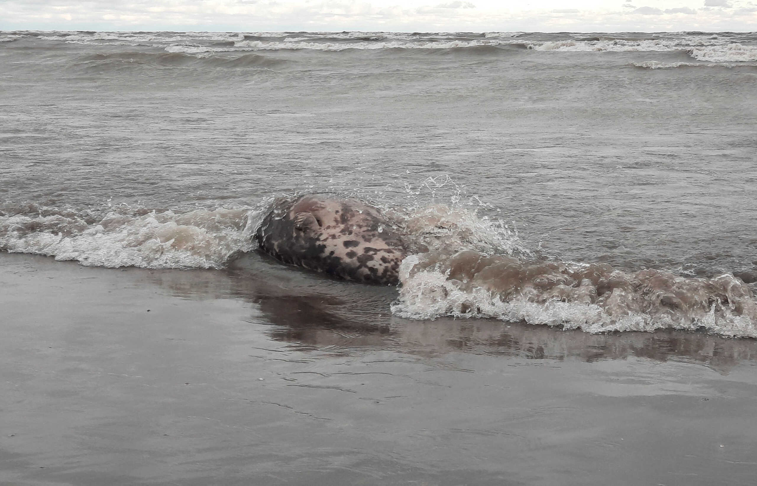 A view shows a dead seal on the shore of the Caspian Sea outside Makhachkala, Russia, December 4, 2022. REUTERS