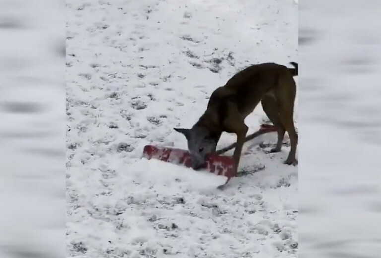 ΗΠΑ: Το βίντεο με το απίστευτο σκυλί της αστυνομίας που έγινε viral – Καθαρίζει μόνο του το χιόνι με φτυάρι