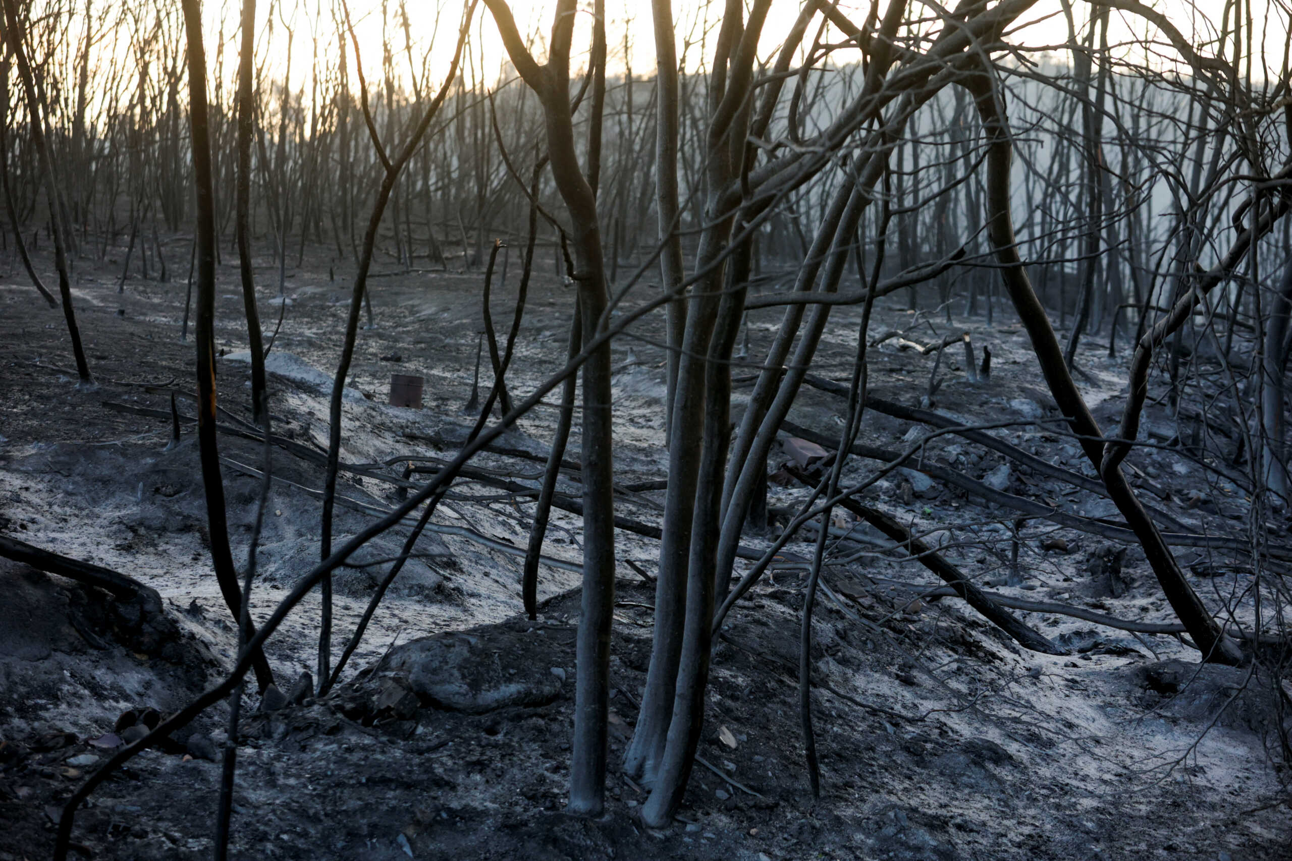 A view shows burnt trees after a wildfire in Verin, Spain August 4, 2022. REUTERS