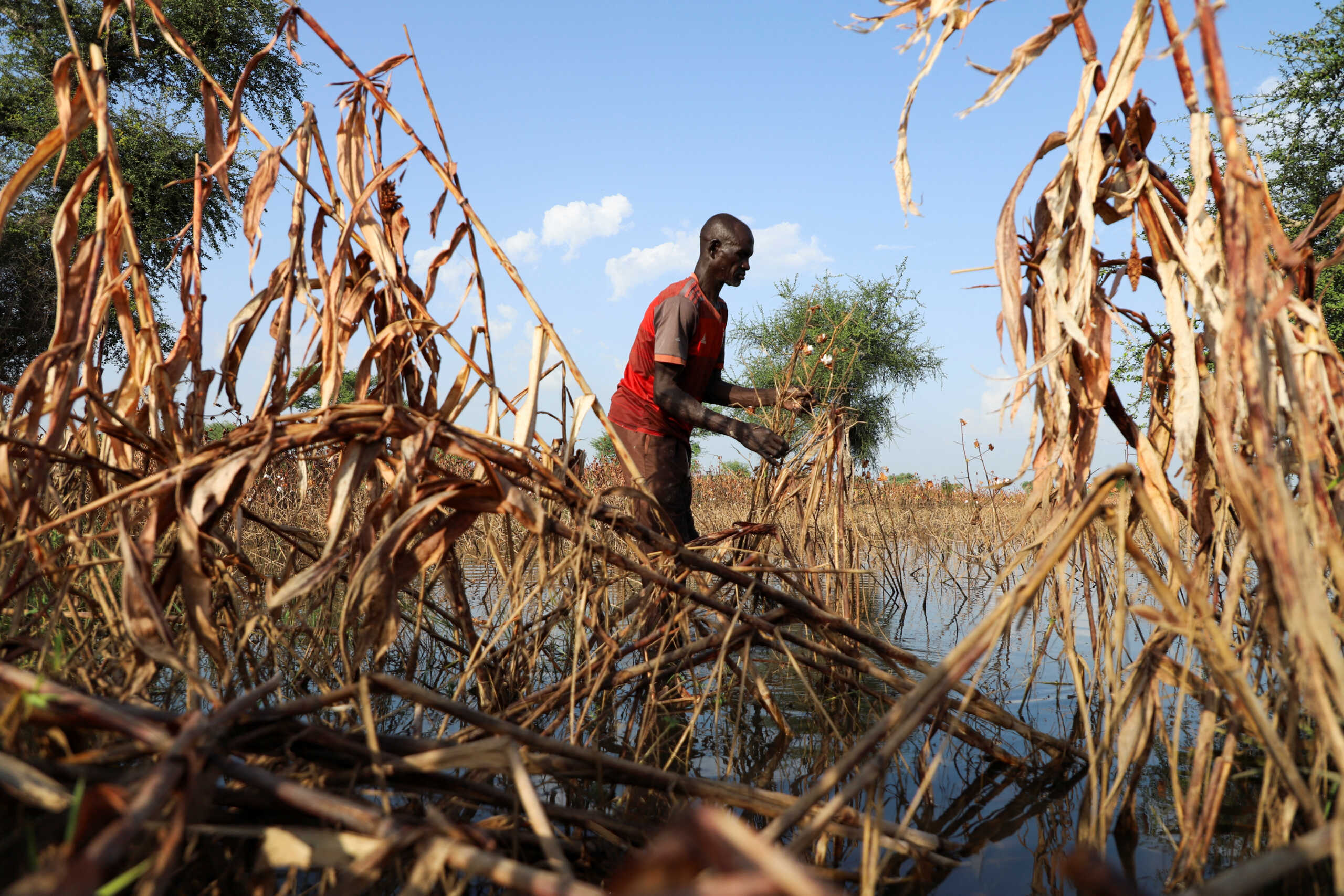 Souloukna Mourga, 50, who has been a farmer for more than 35 years and lost two hectares of cotton and one of millet due to flooding, plods through his submerged red millet field in Dana, Cameroon October 25, 2022. REUTERS