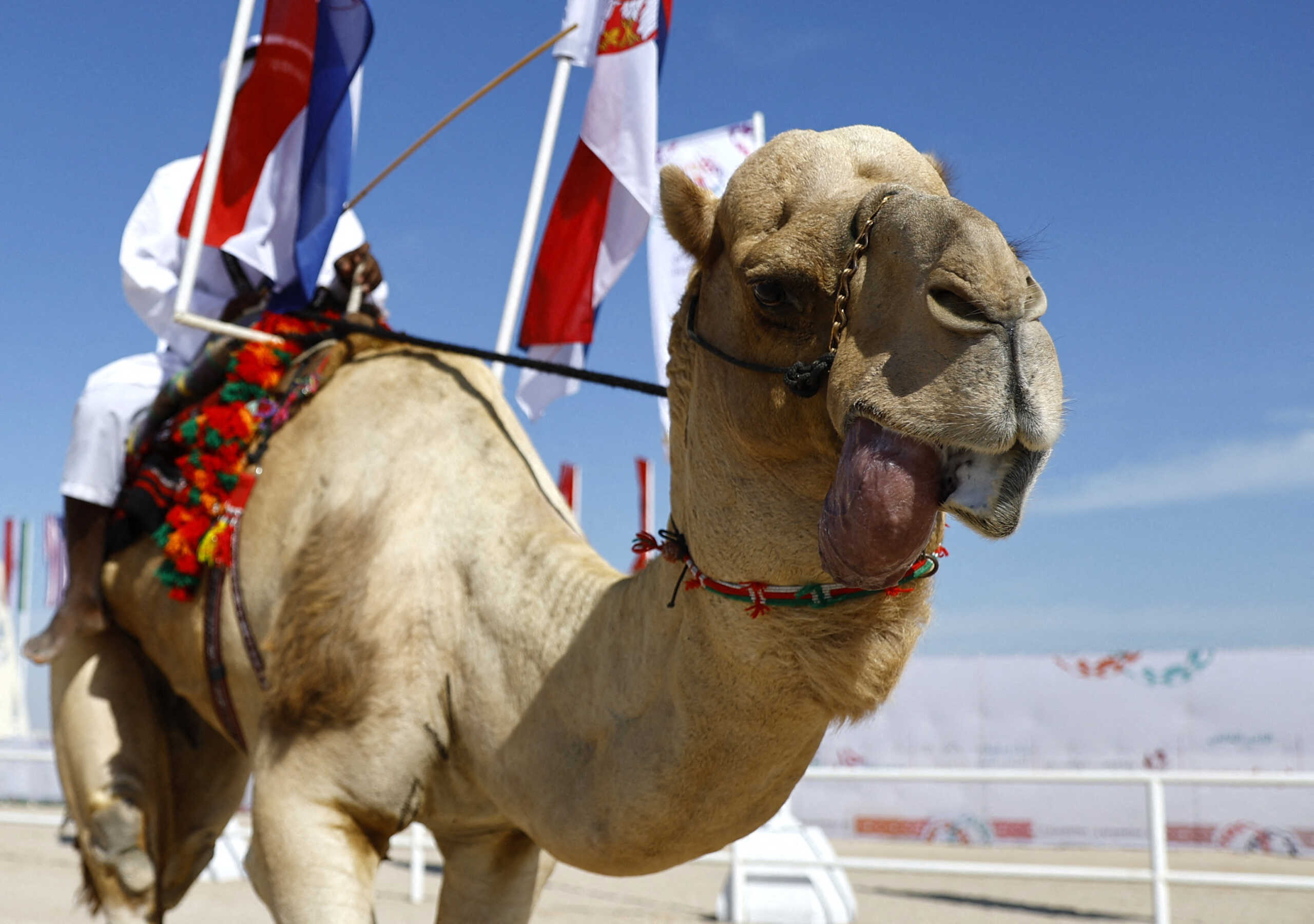 Soccer Football - FIFA World Cup Qatar 2022 - Camel Beauty Contest - Ash-Shahaniyah, Qatar - November 29, 2022 A camel during the beauty contest REUTERS