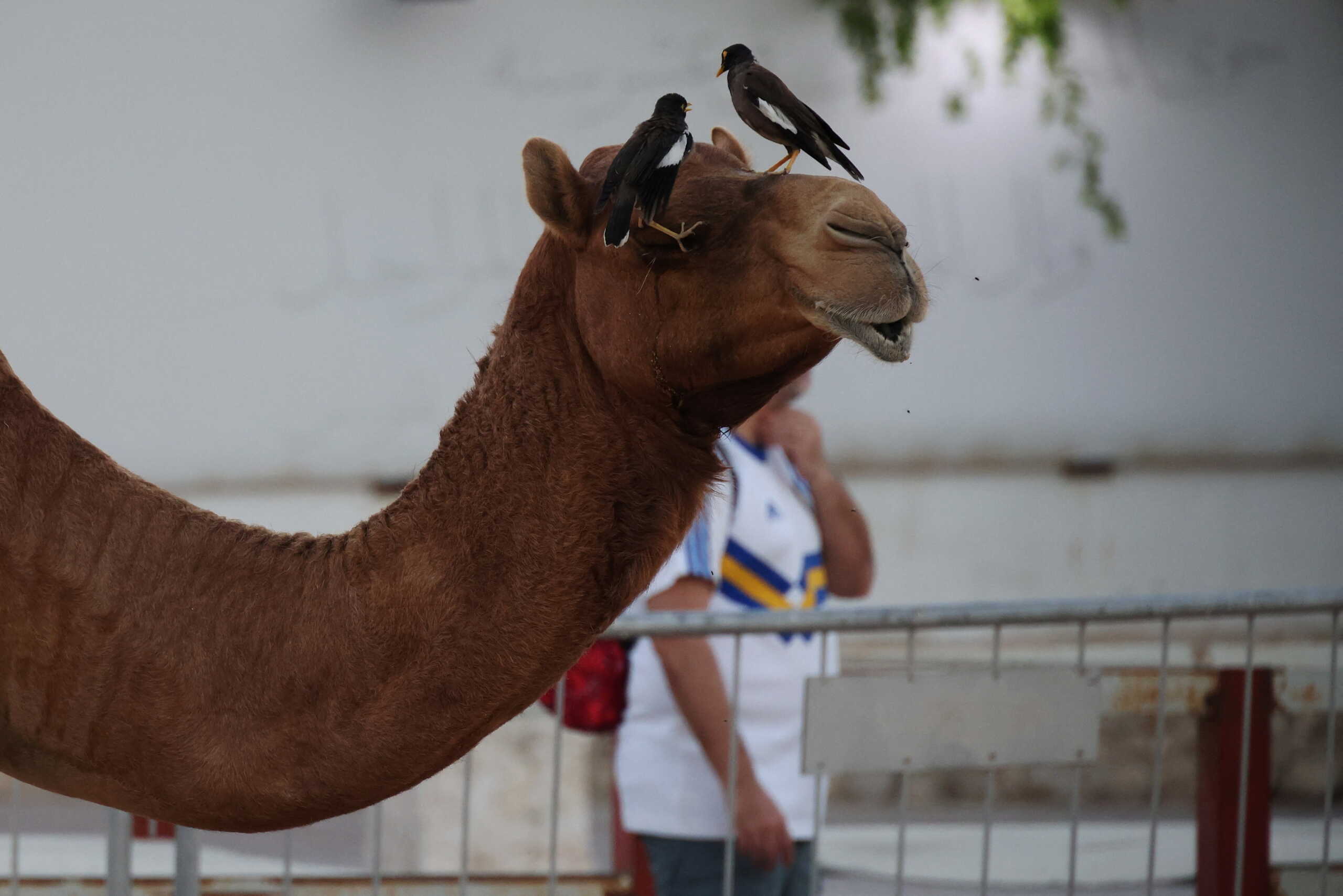 Πανεπιστήμιο Κρήτης: Δεν υπάρχει κρούσμα της νόσου της καμήλας στην Ευρώπη
