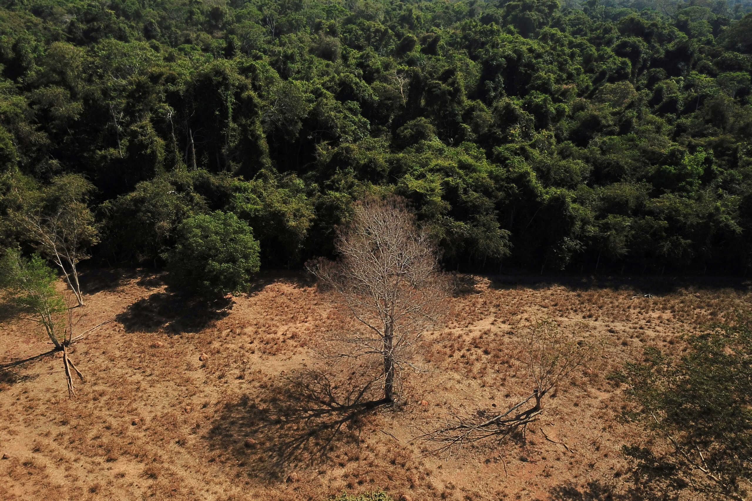 FILE PHOTO: An aerial view shows a dead tree near a forest on the border between Amazonia and Cerrado in Nova Xavantina, Mato Grosso state, Brazil July 28, 2021. Picture taken July 28, 2021 with a drone. REUTERS