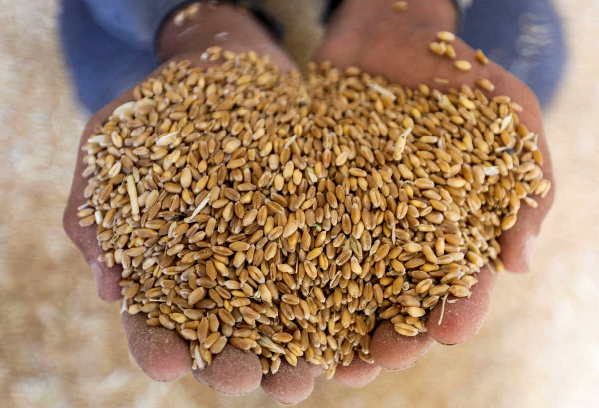 FILE PHOTO: A farmer displays wheat grains at a field in Al Qalyubia Governorate, Egypt, May 19, 2022.REUTERS