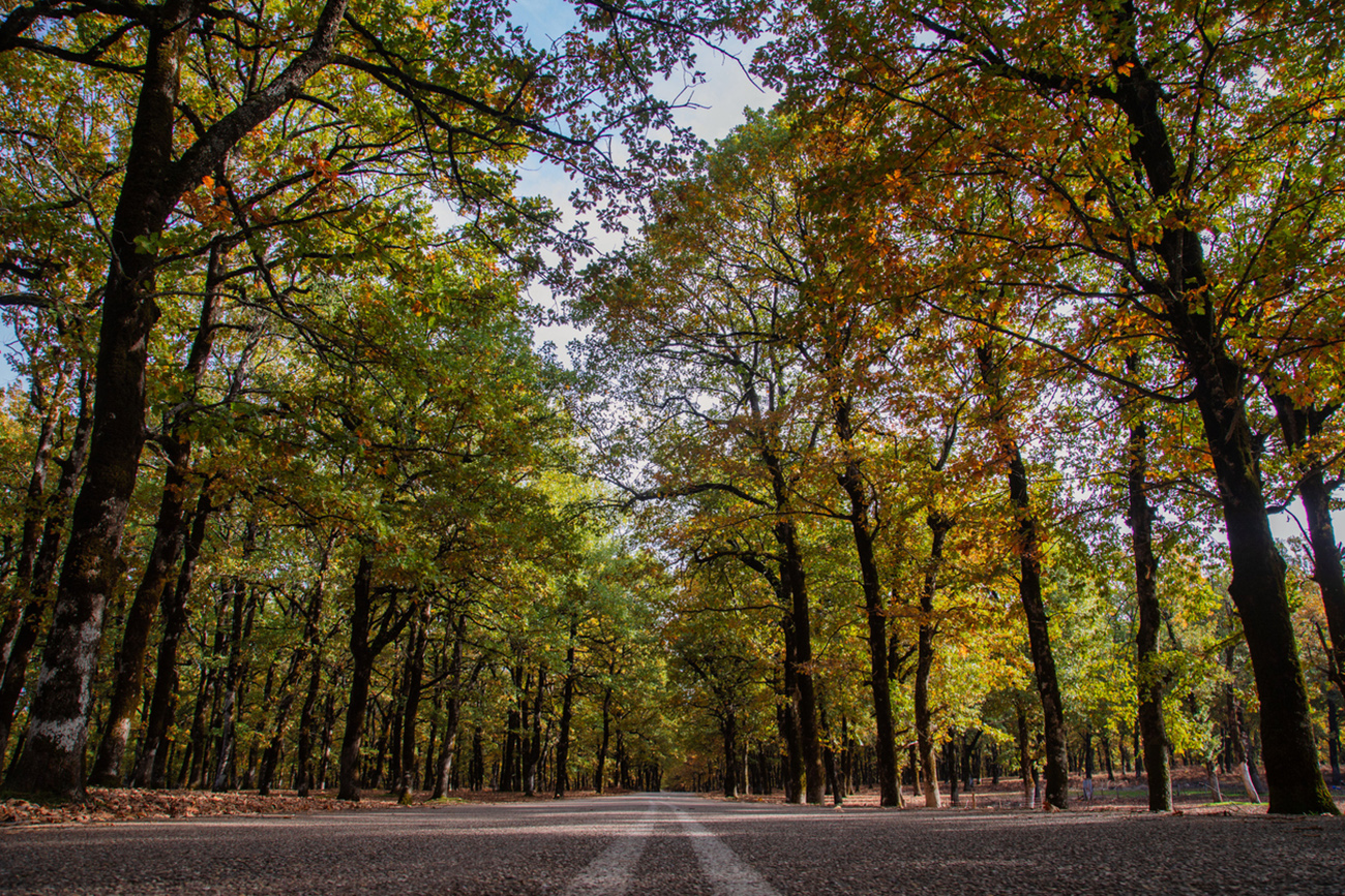 A low-angle view of a road in Foloi, Greece with trees on both sides on an autumn day