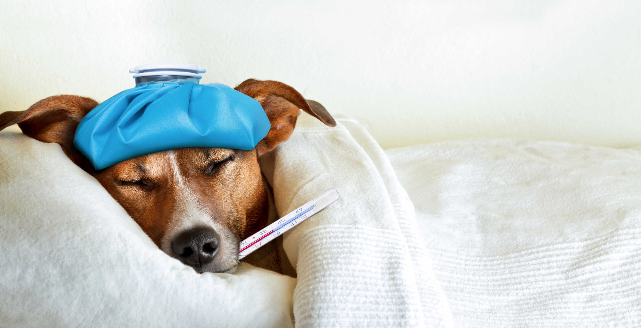 jack russell dog sleeping in bed with high fever temperature, ice bag on head, thermometer in mouth, covered by a blanket
