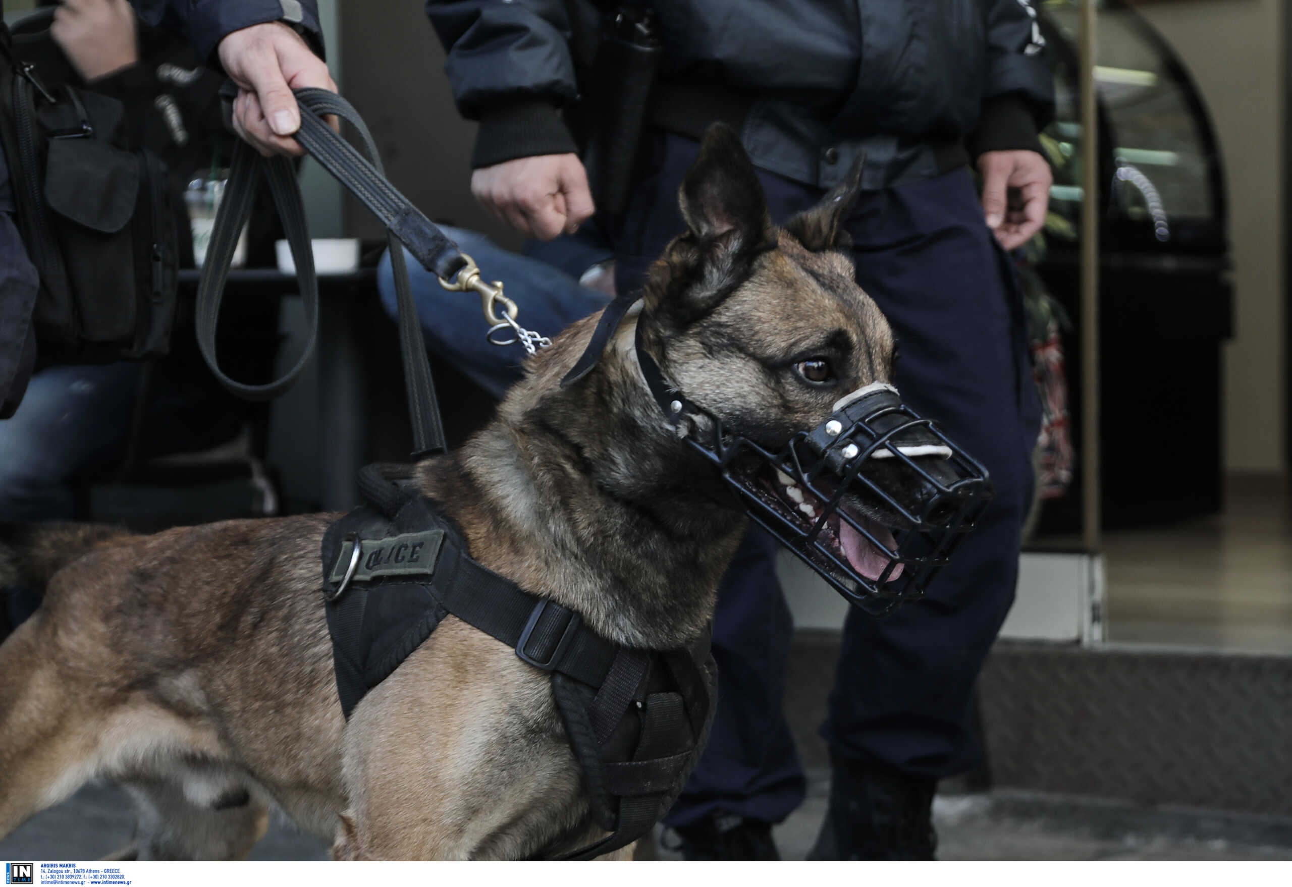 Χαλκίδα: Αστυνομικός σκύλος «ξετρύπωσε» πάνω από 2 κιλά κάνναβης σε σπίτι