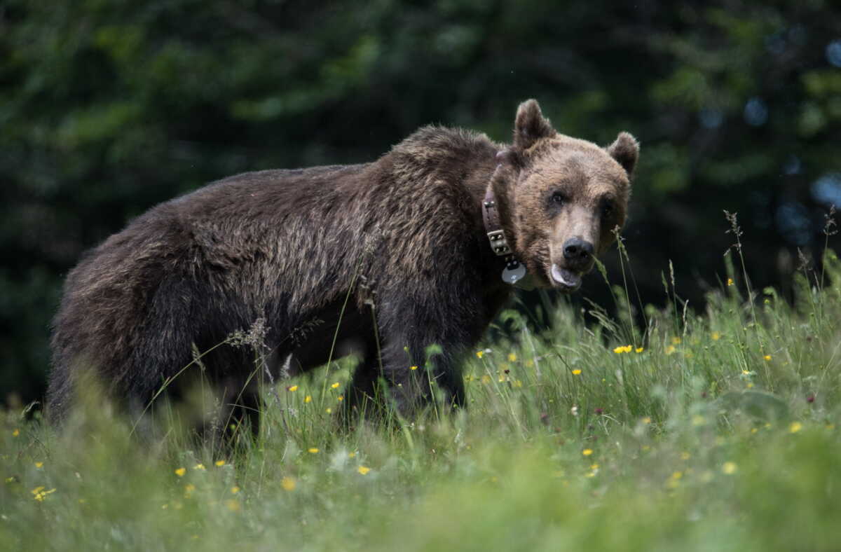 Φλώρινα: Νεκρή σε τροχαίο θηλυκή αρκούδα – Χτυπήθηκε από αυτοκίνητο στο κεφάλι