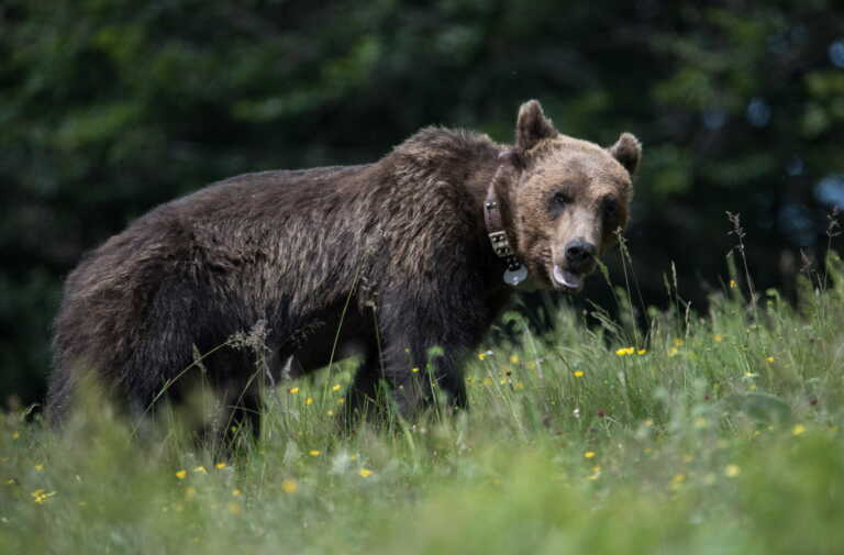 Αρκούδα επιτέθηκε σε βοσκό στη Μακρακώμη – Μεταφέρθηκε στο νοσοκομείο